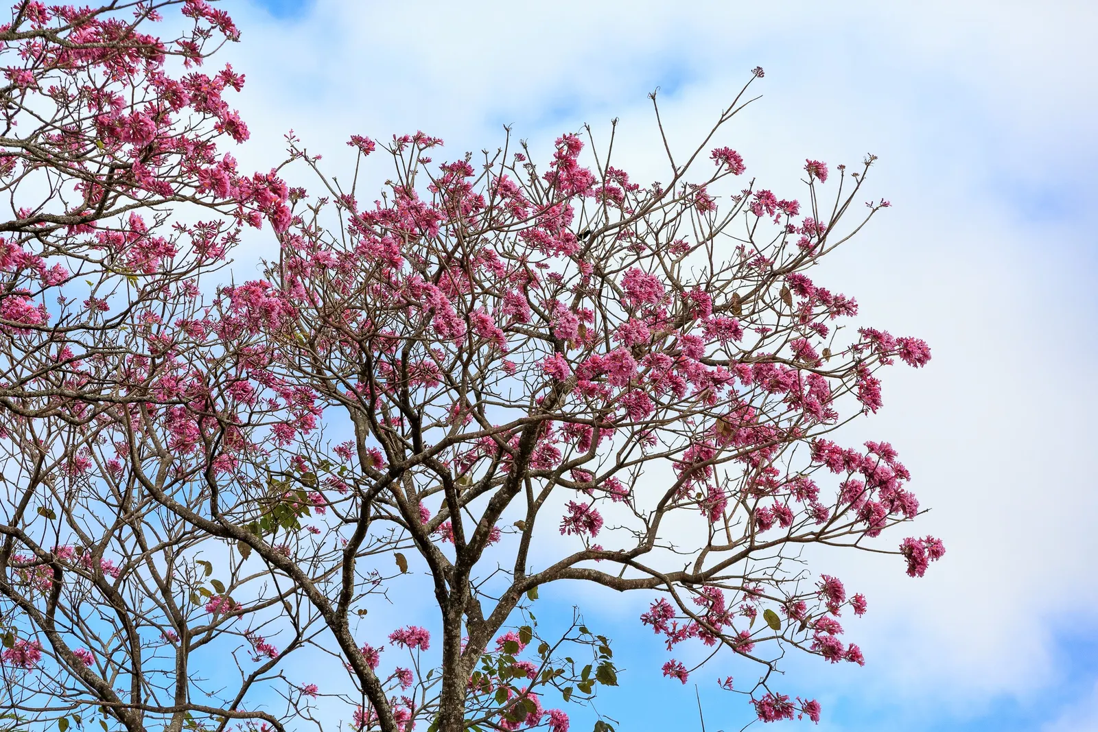 Pink Trumpet Tree (Handroanthus Heptaphyllus) — offering a spectacular display of floral beauty and captivating structure; the canopy becomes a breathtaking