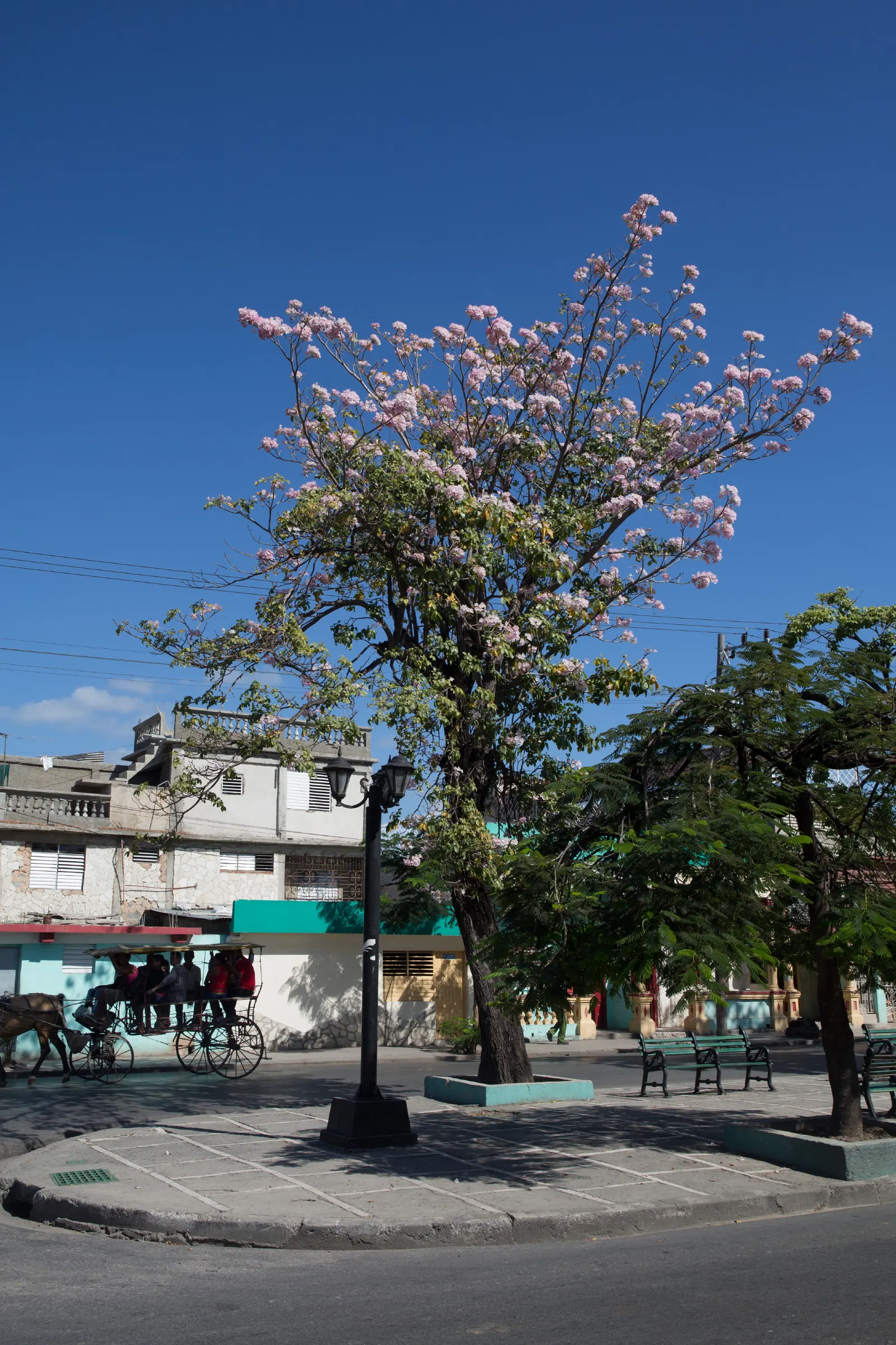 Pink Trumpet Tree (Handroanthus Heptaphyllus) — and it requires moderate water once established