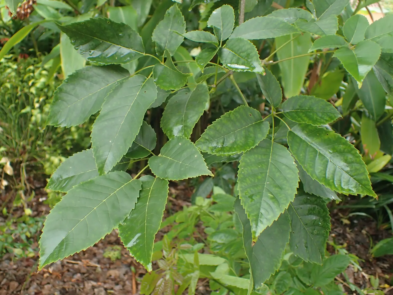 Pink Trumpet Tree (Handroanthus Heptaphyllus) — highlight its minimal maintenance