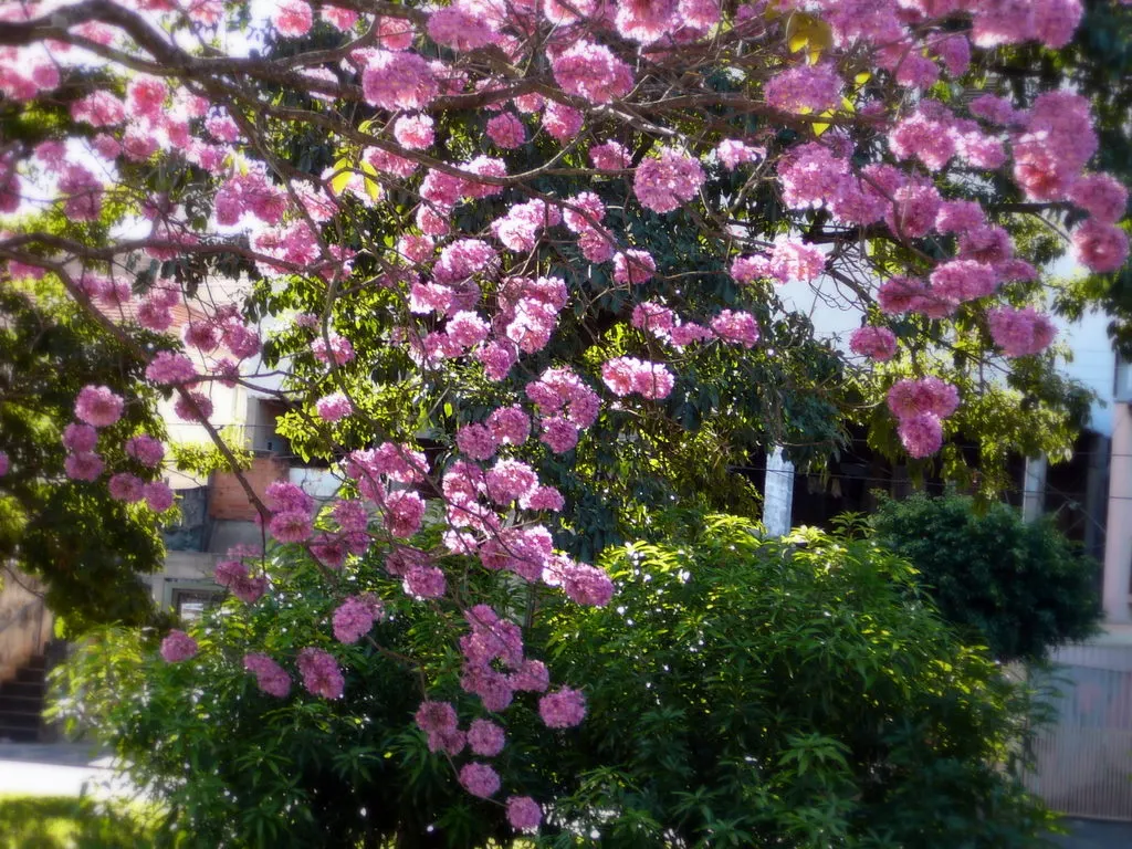 Pink Trumpet Tree (Handroanthus Heptaphyllus) — adding seasonal interest.<br><br>For landscape creators