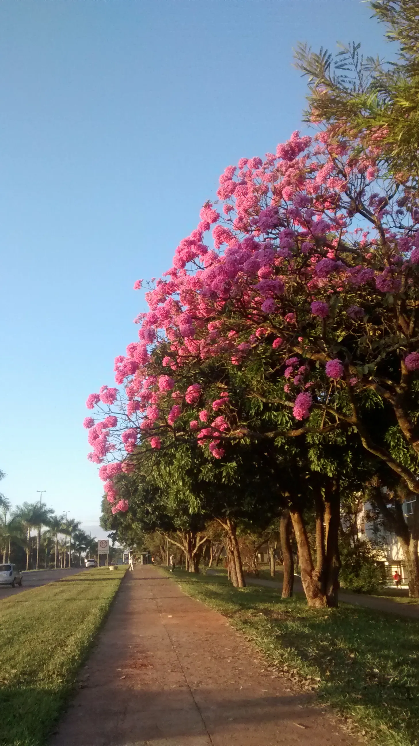 Pink Trumpet Tree (Handroanthus Heptaphyllus) — This semi-deciduous tree typically reaches heights of 20 to 30 feet and can spread out 15 to 25 feet