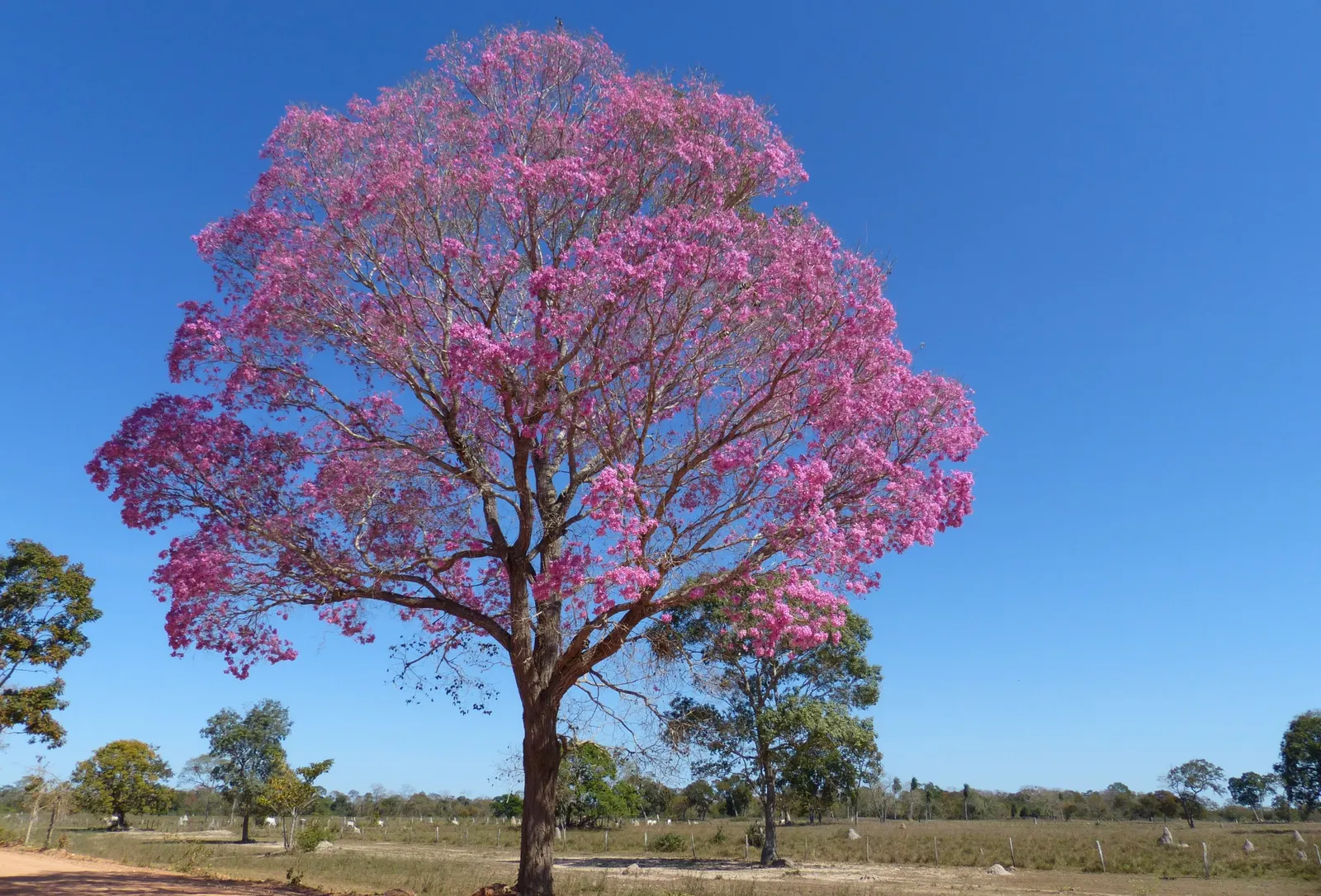 Pink Trumpet Tree (Handroanthus Heptaphyllus) — Full sun exposure ensures optimal flowering; adding seasonal interest.<br><br>For landscape creators