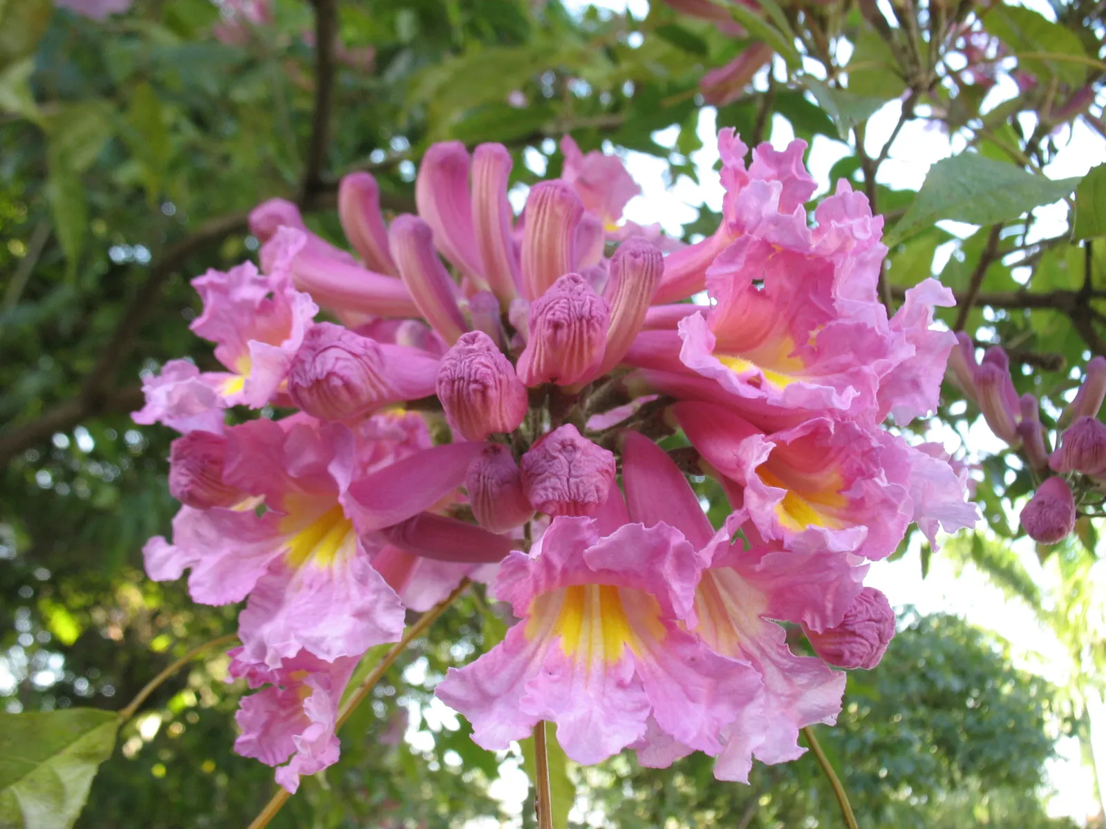 Pink Trumpet Tree (Handroanthus Heptaphyllus) — Standing at 20-50 feet with a spread of 15-25 feet, this moderately fast-growing tree boasts a, image 29