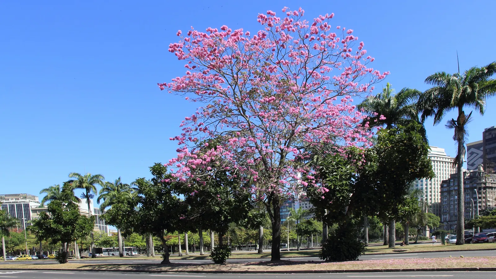 Pink Trumpet Tree (Handroanthus Heptaphyllus) — Its dense foliage provides excellent shade