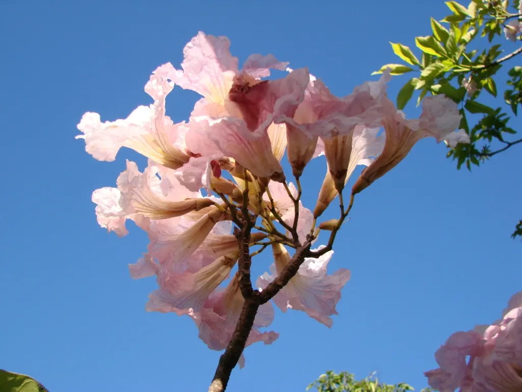 Pink Trumpet Tree (Handroanthus Heptaphyllus) — leaves may turn shades of yellow before shedding