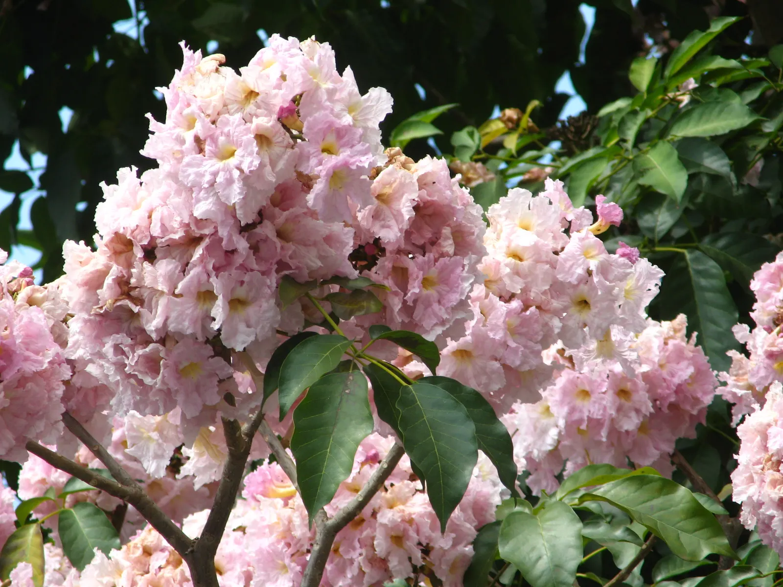 Pink Trumpet Tree (Handroanthus Heptaphyllus) — The tree is drought-tolerant once established