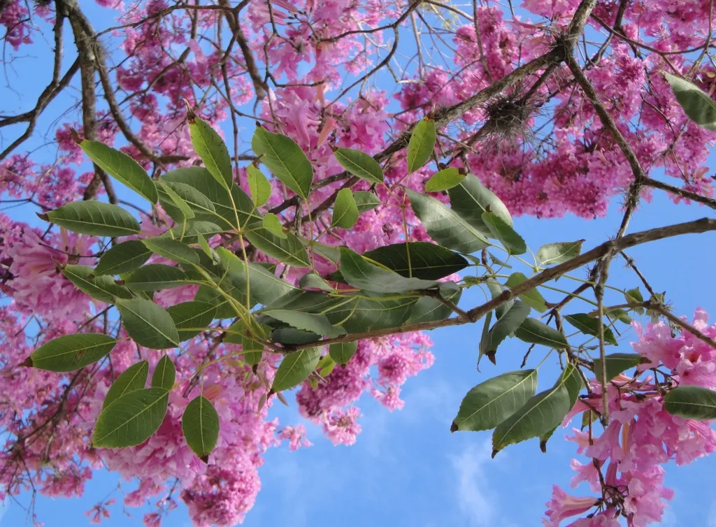 Pink Trumpet Tree (Handroanthus Heptaphyllus) — Each trumpet-shaped bloom spans approximately 2 to 3 inches