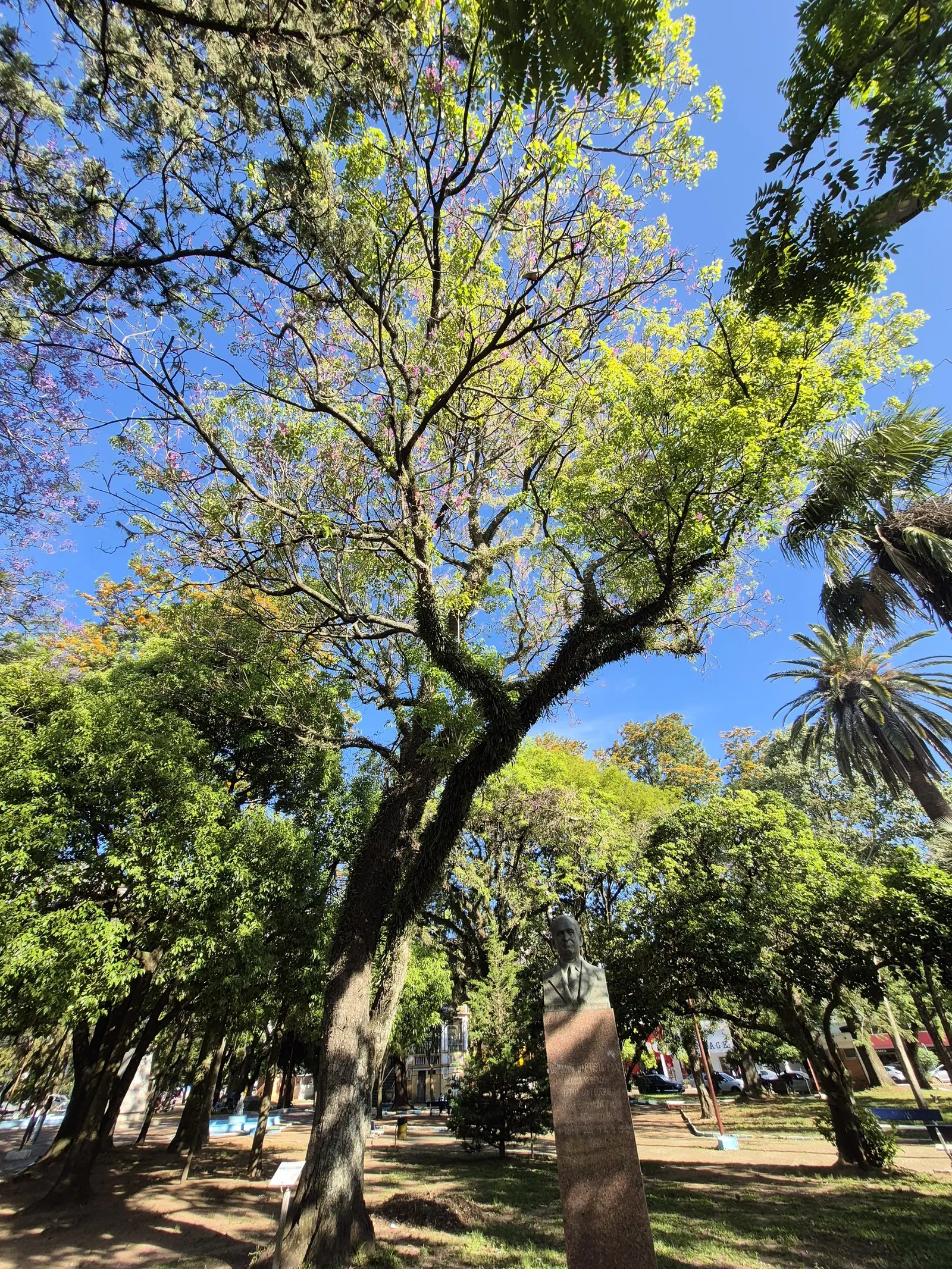 Pink Trumpet Tree (Handroanthus Heptaphyllus) — Standing at 20-50 feet with a spread of 15-25 feet, this moderately fast-growing tree boasts a rounded canopy