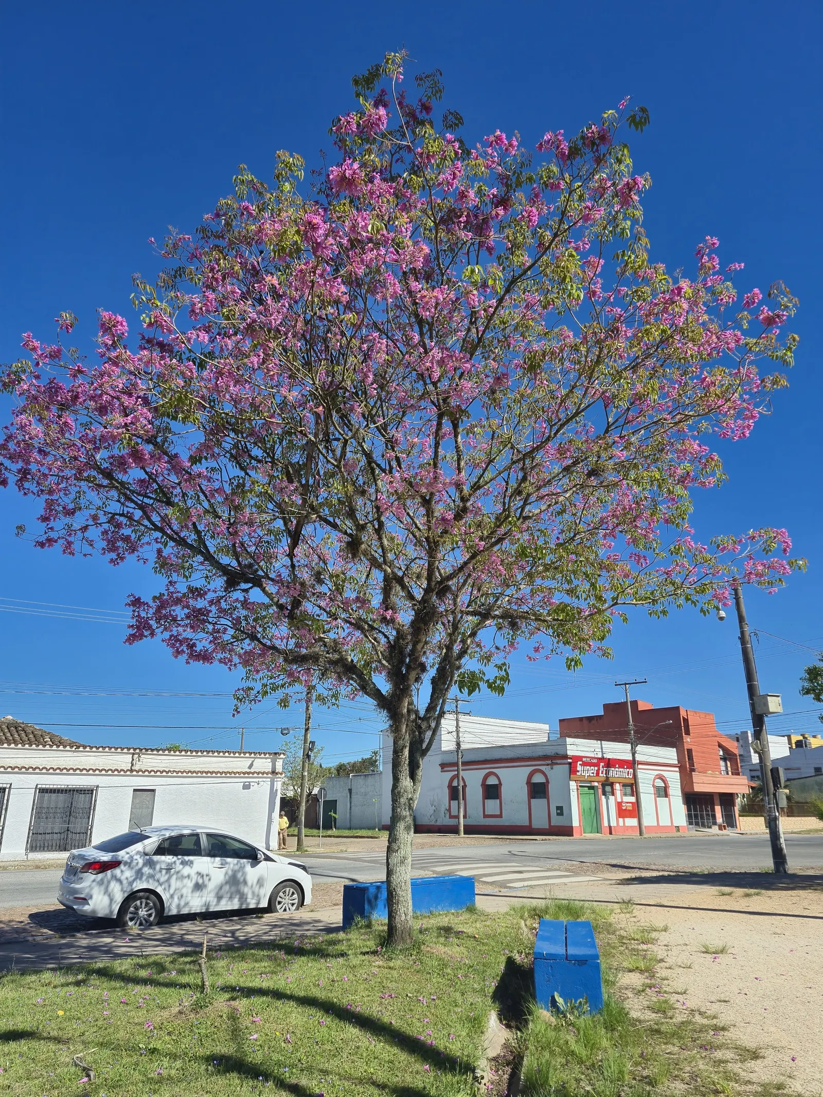 Pink Trumpet Tree (Handroanthus Heptaphyllus) — tree for full or half