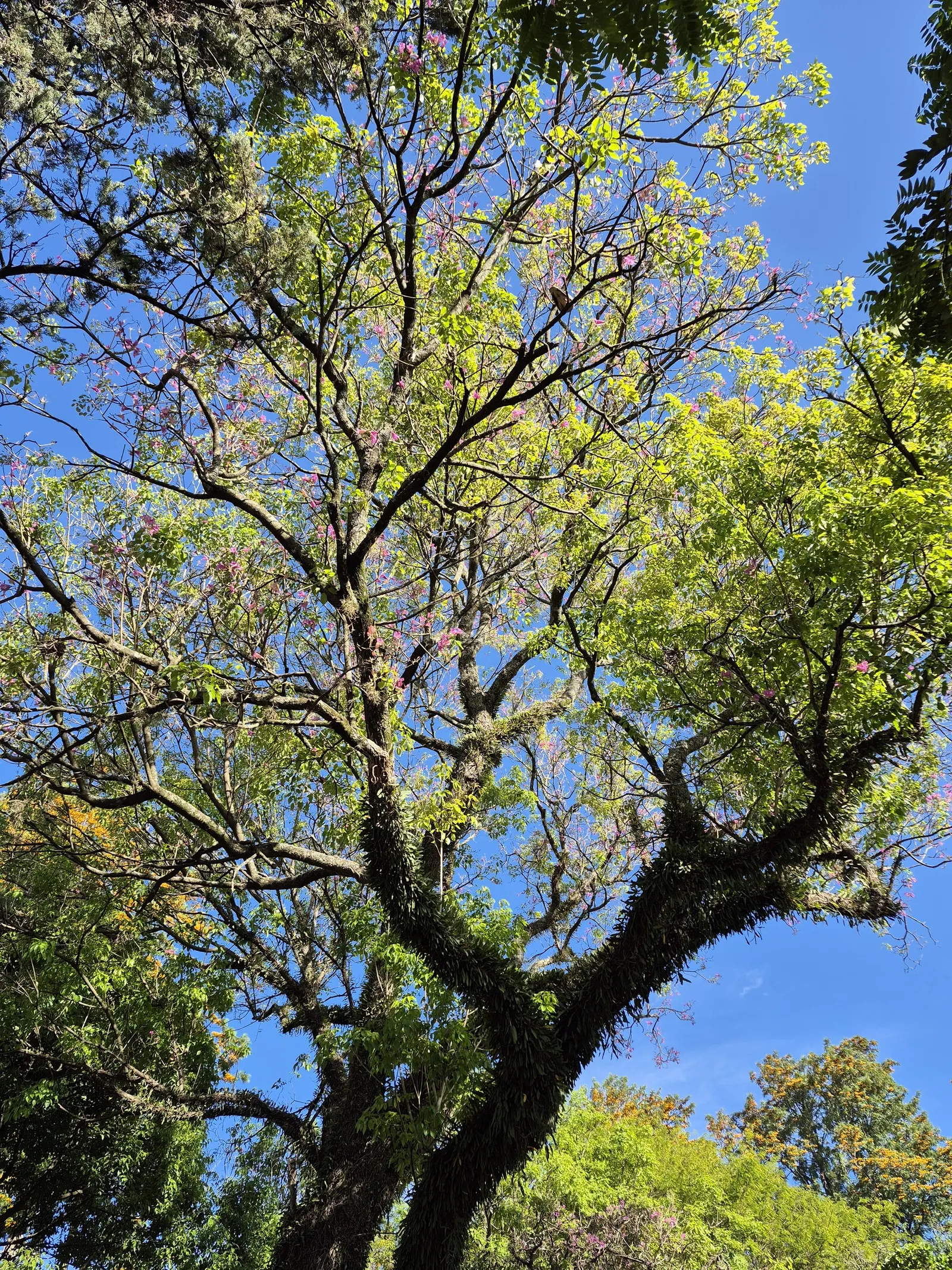 Pink Trumpet Tree (Handroanthus Heptaphyllus) — tree with pink blooms