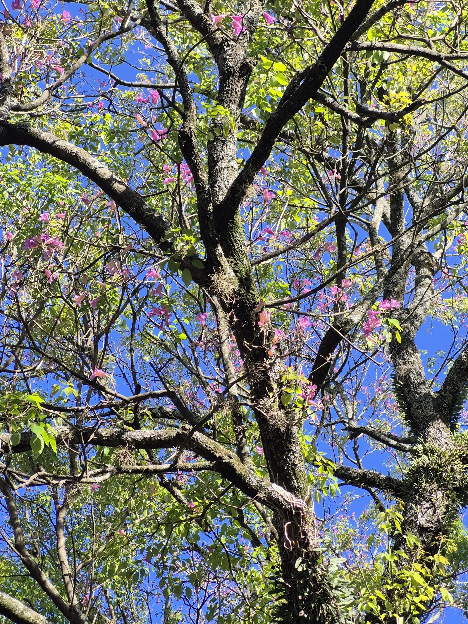 Pink Trumpet Tree (Handroanthus Heptaphyllus) — Its dense foliage provides excellent shade; pink flowers in the garden