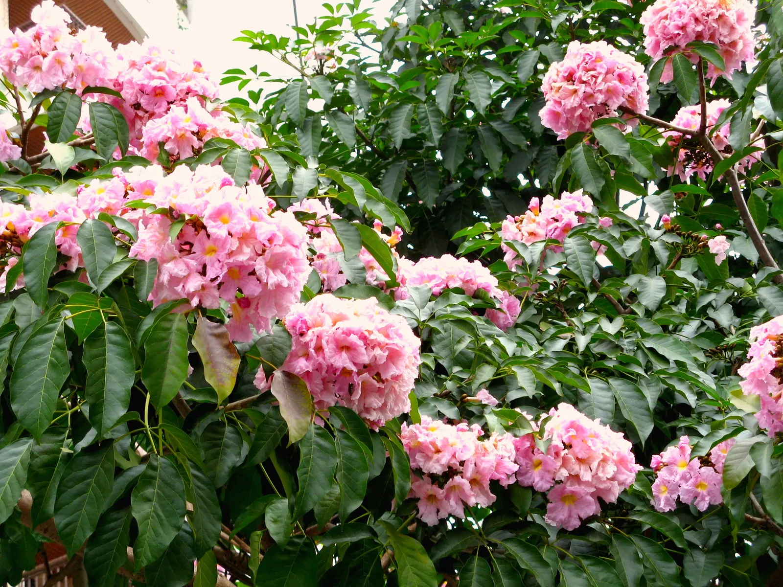 Pink Trumpet Tree (Handroanthus Heptaphyllus) — Full sun exposure ensures optimal flowering