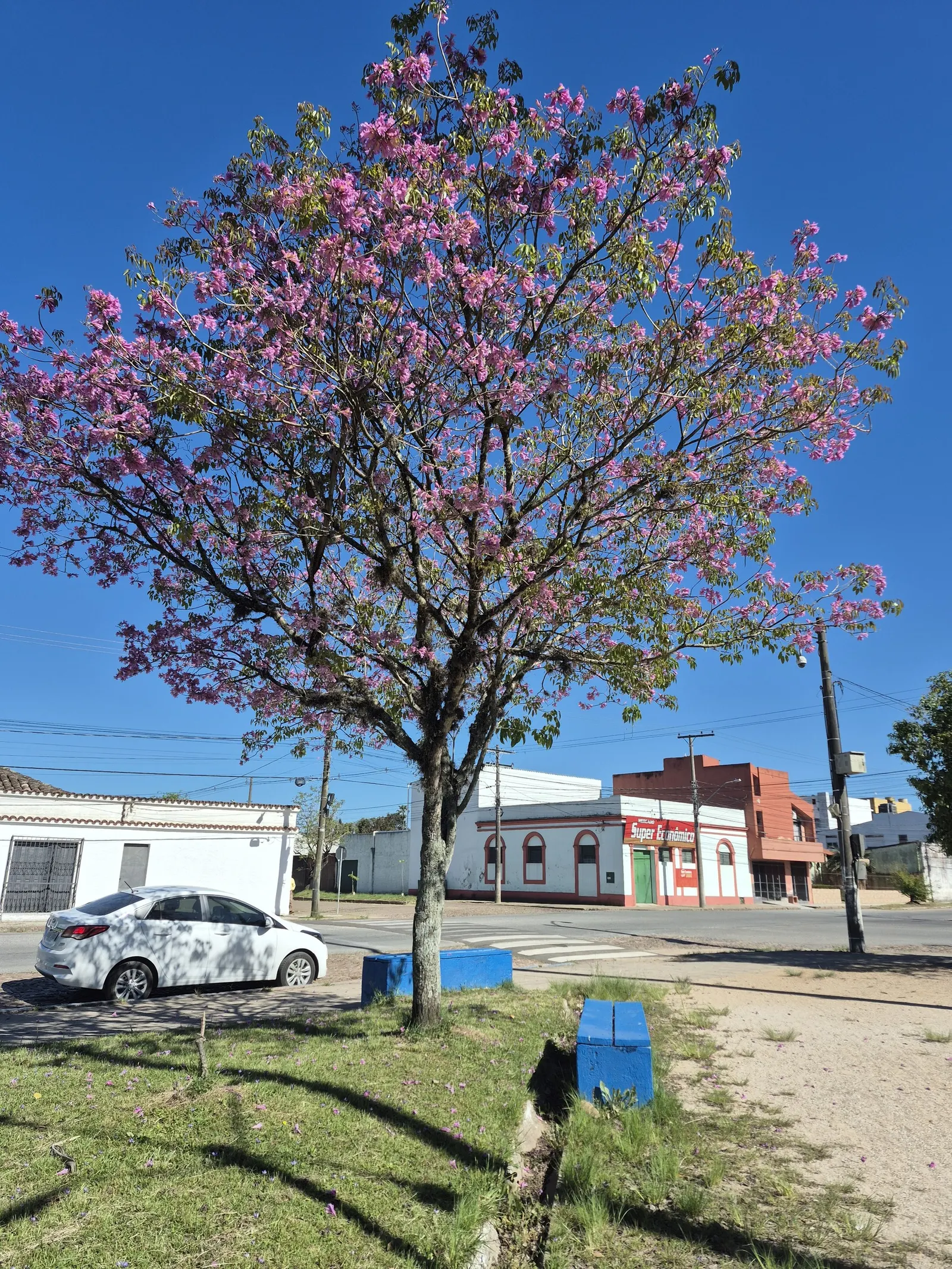Pink Trumpet Tree (Handroanthus Heptaphyllus) — making it suitable for a variety of climates