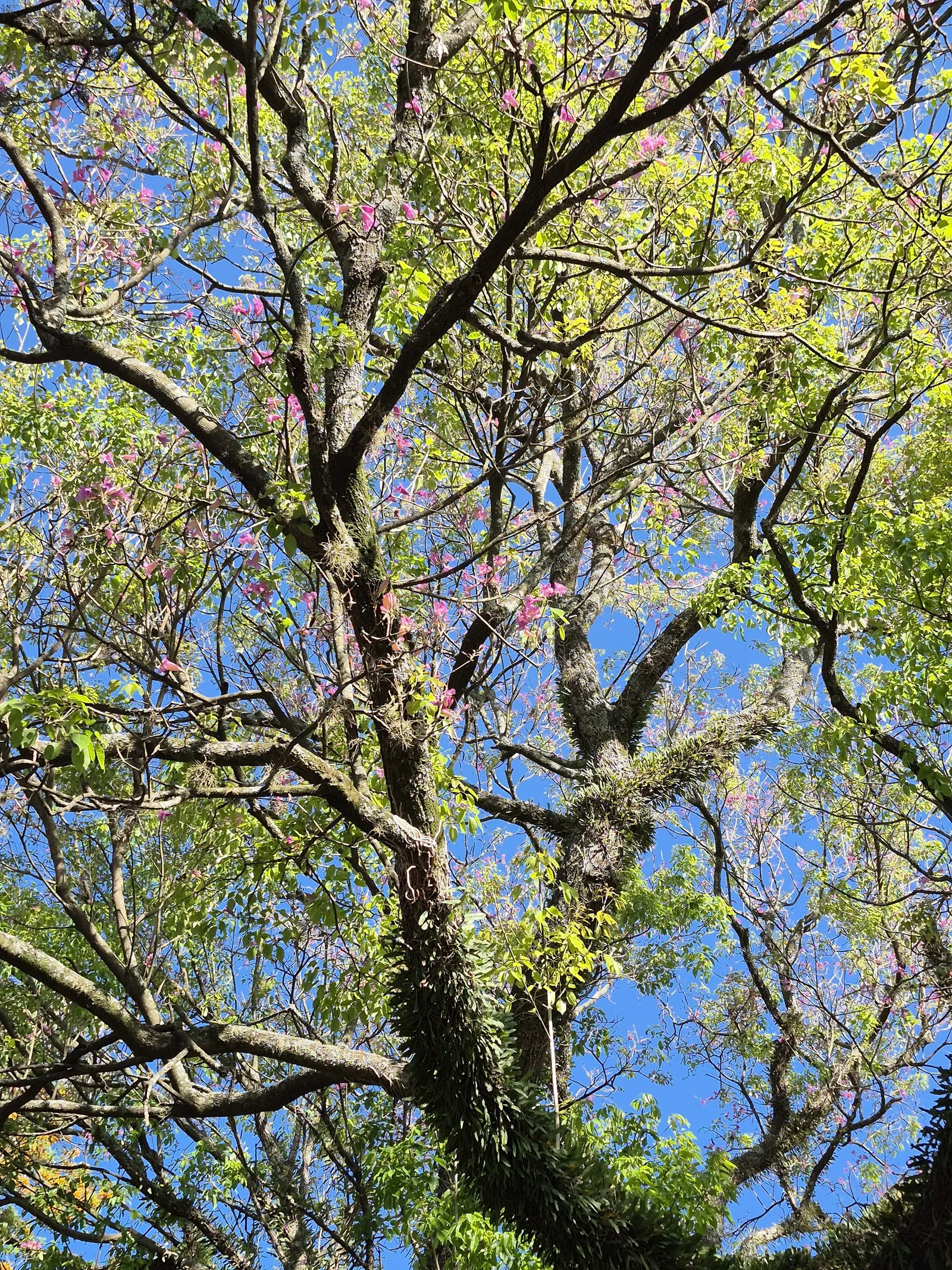 Pink Trumpet Tree (Handroanthus Heptaphyllus) — pink flowers in the garden