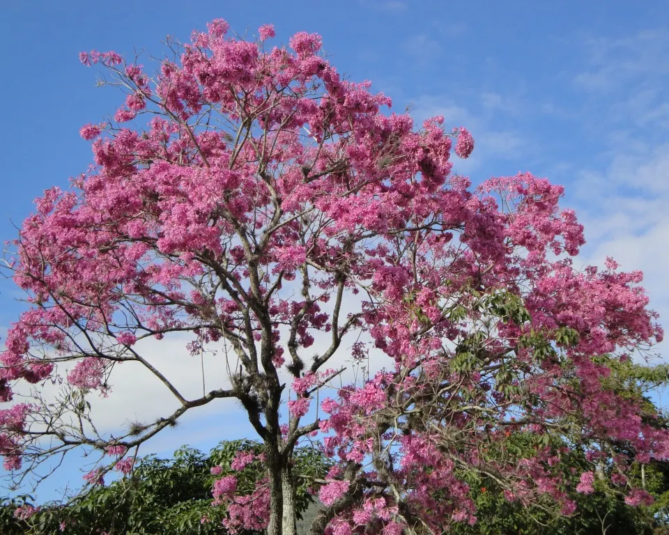 Pink Trumpet Tree (Handroanthus Heptaphyllus) — the canopy becomes a breathtaking focal point during its blooming period