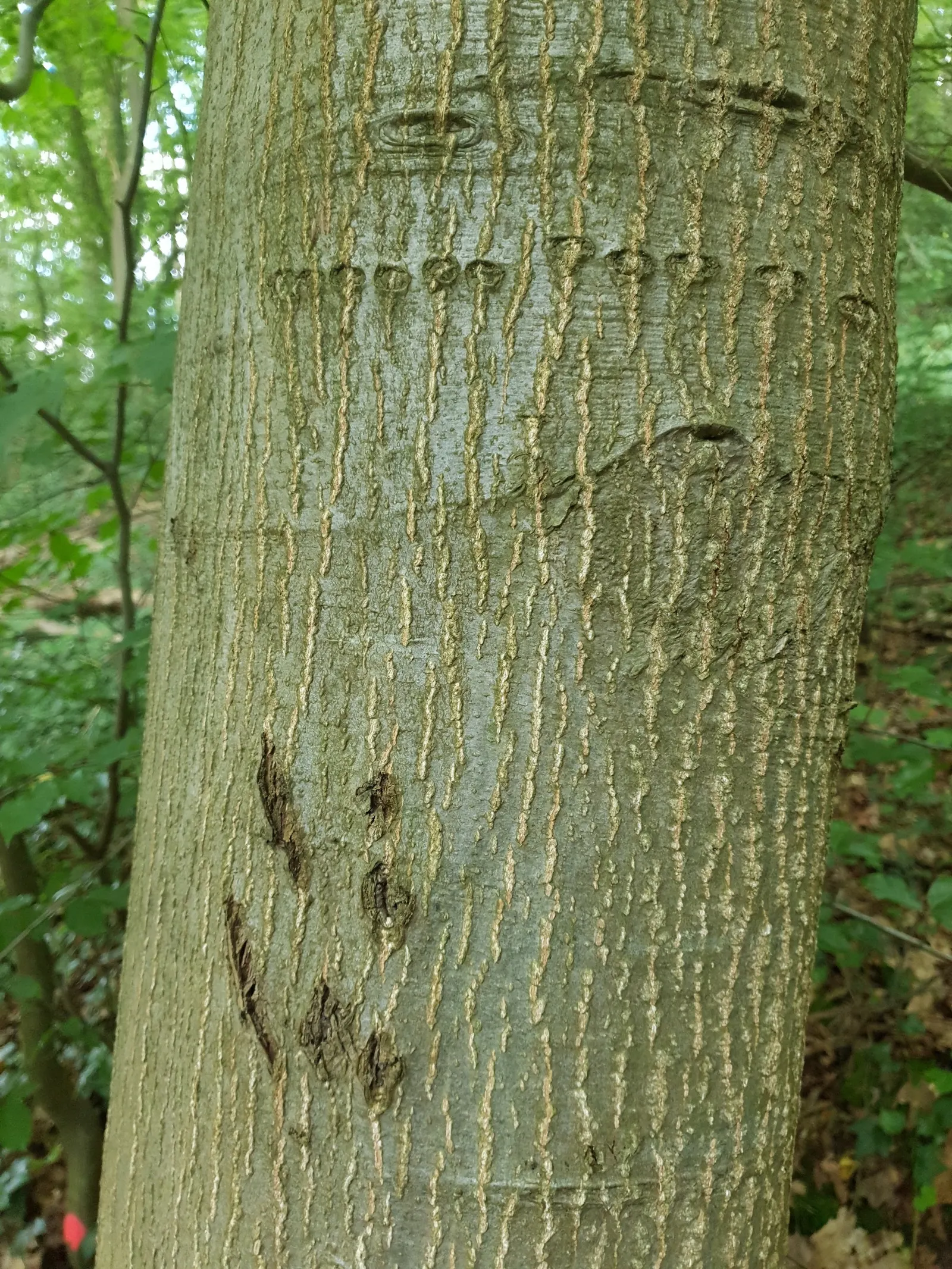Red Oak, Northern Red Oak (Quercus Rubra) — deciduous tree renowned for its rapid growth; hardy in USDA zones 3-8, it requires full sun and adapts to various
