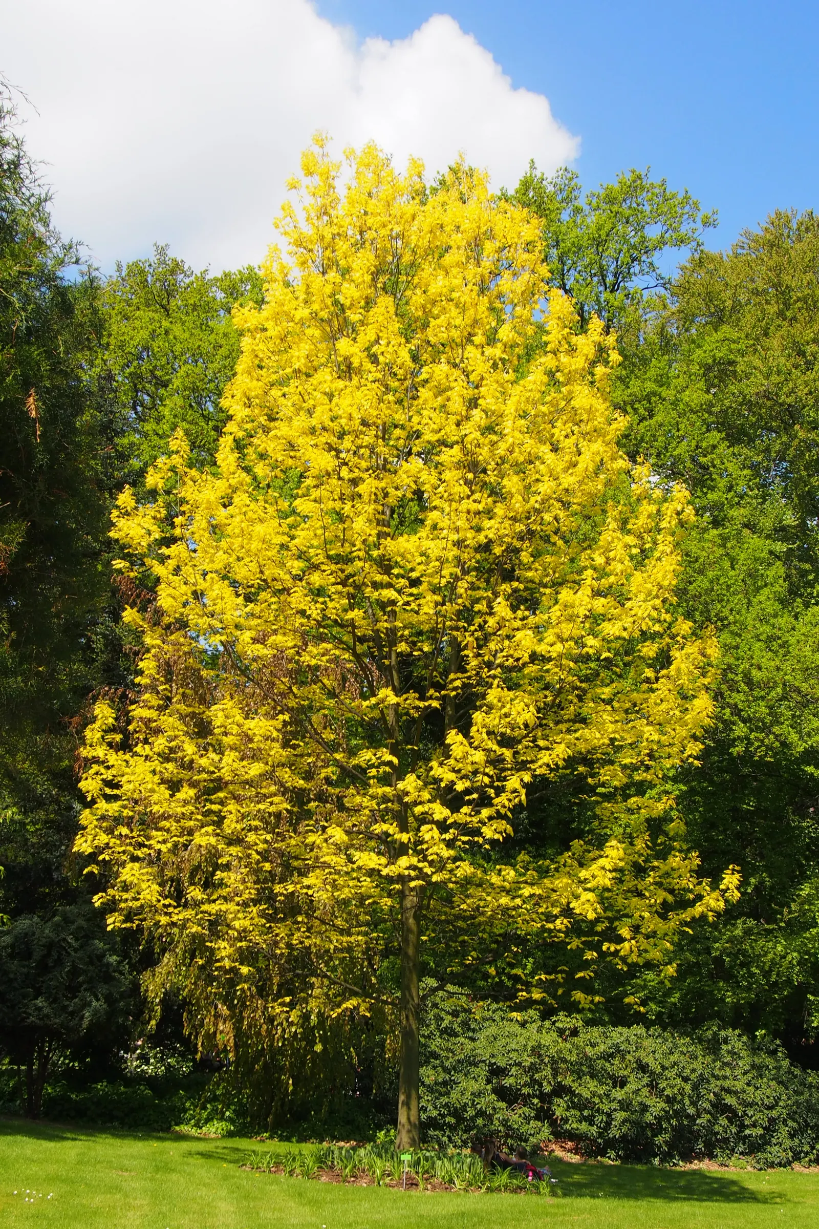 Red Oak, Northern Red Oak (Quercus Rubra) — Its distinctive lobed leaves turn a striking crimson in fall; consider its mature size and seasonal, image 43