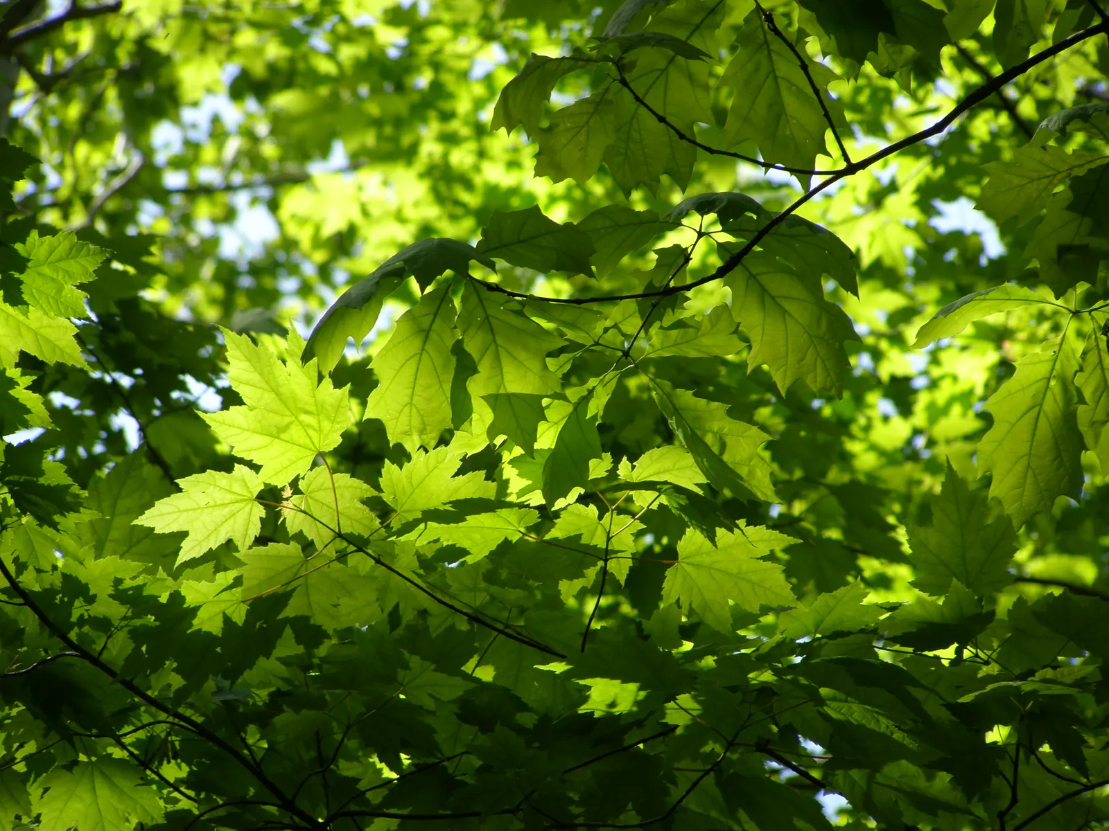Red Oak, Northern Red Oak (Quercus Rubra) — tree for full; offering habitat and nourishment for local fauna
