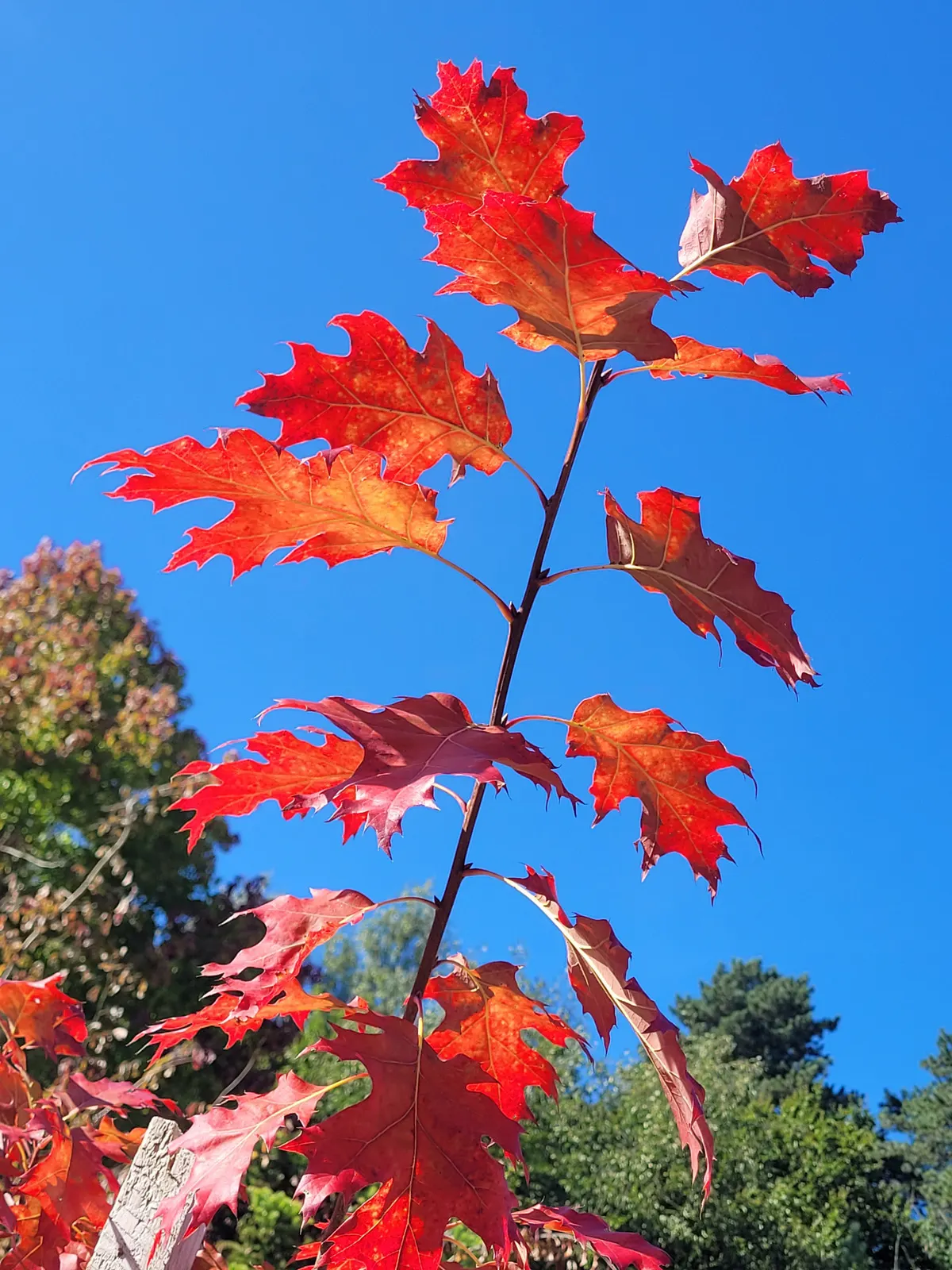 Red Oak, Northern Red Oak (Quercus Rubra) — offering shade and year-round interest; ensuring it has ample space to flourish for future generations, image 66