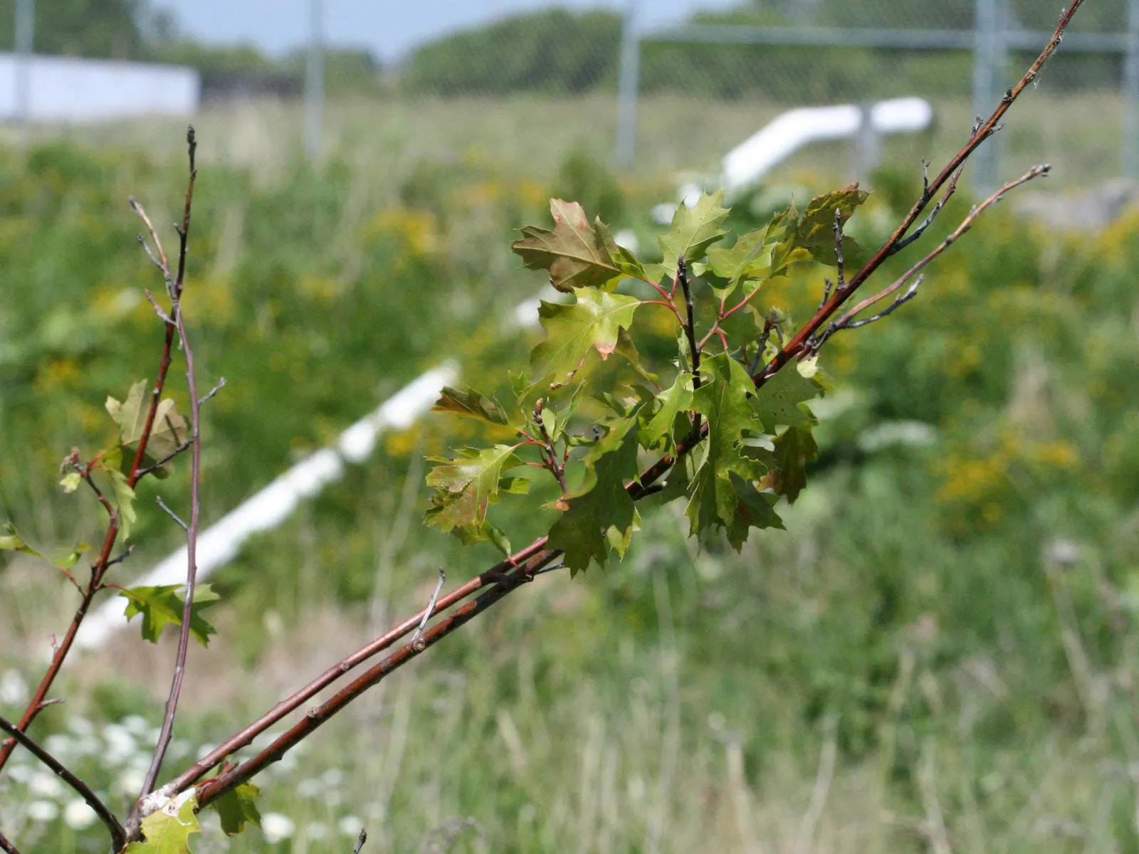 Red Oak, Northern Red Oak (Quercus Rubra) — with lobes ending in pointed tips and a lush green hue that transitions to a vibrant red or russet in, image 51