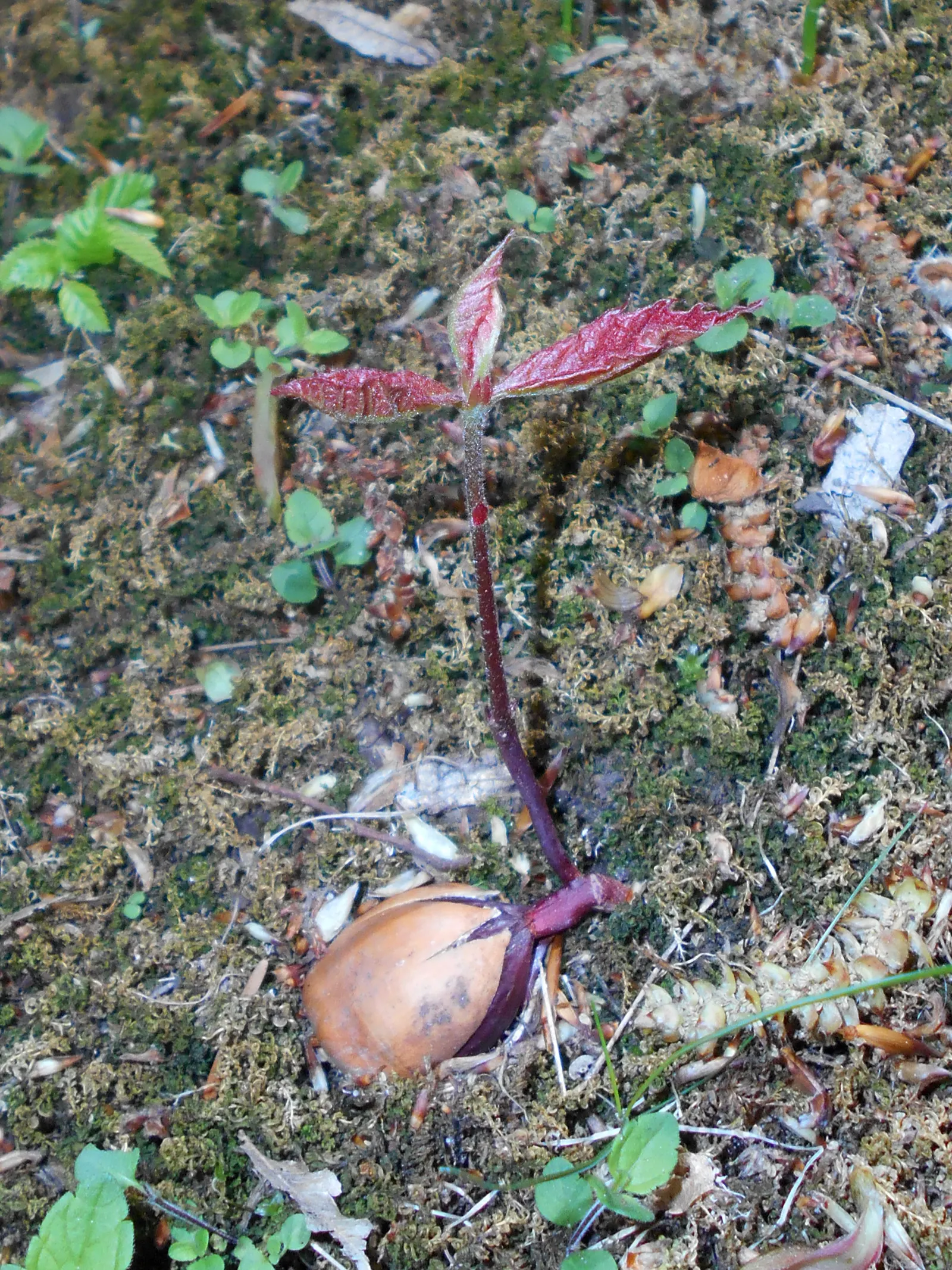 Red Oak, Northern Red Oak (Quercus Rubra) — with lobes ending in pointed tips and a lush green hue that transitions to a vibrant red or russet in the fall