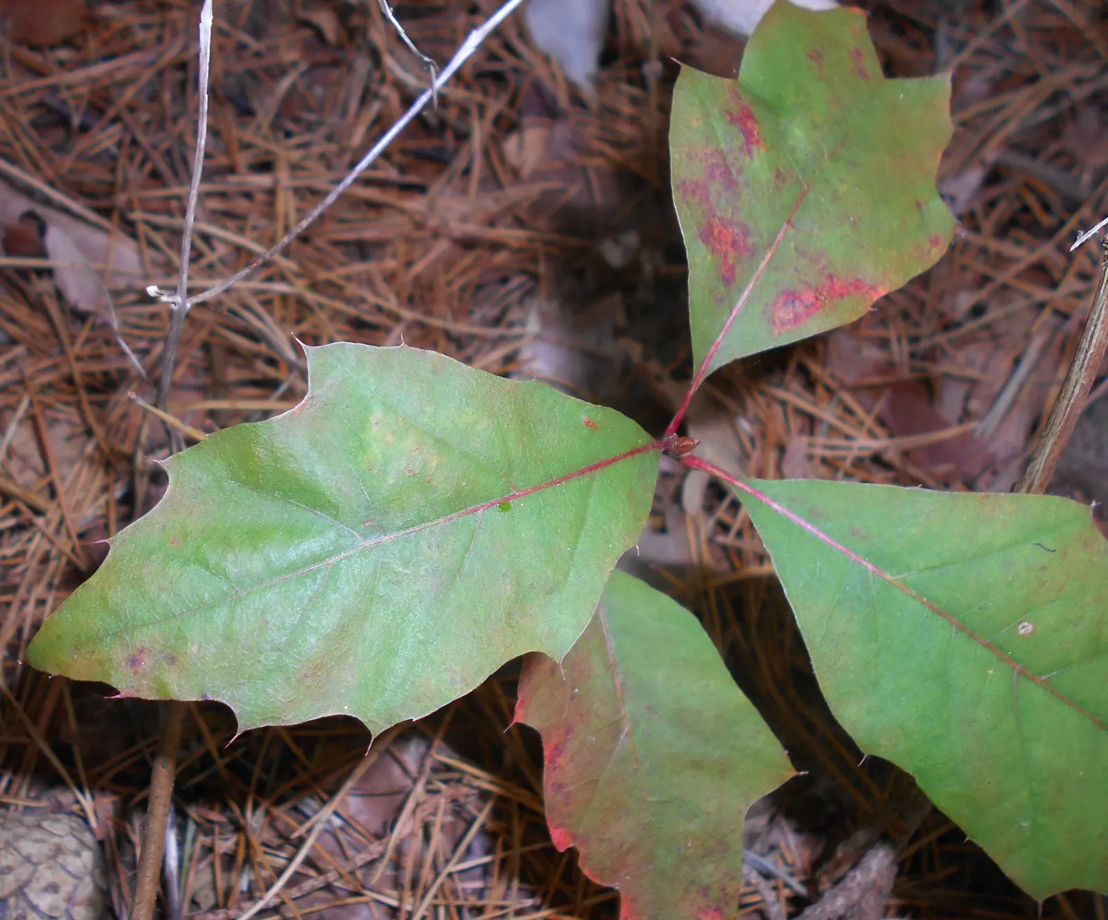Red Oak, Northern Red Oak (Quercus Rubra) — This oak's strong structure and longevity make it a centerpiece in landscape design
