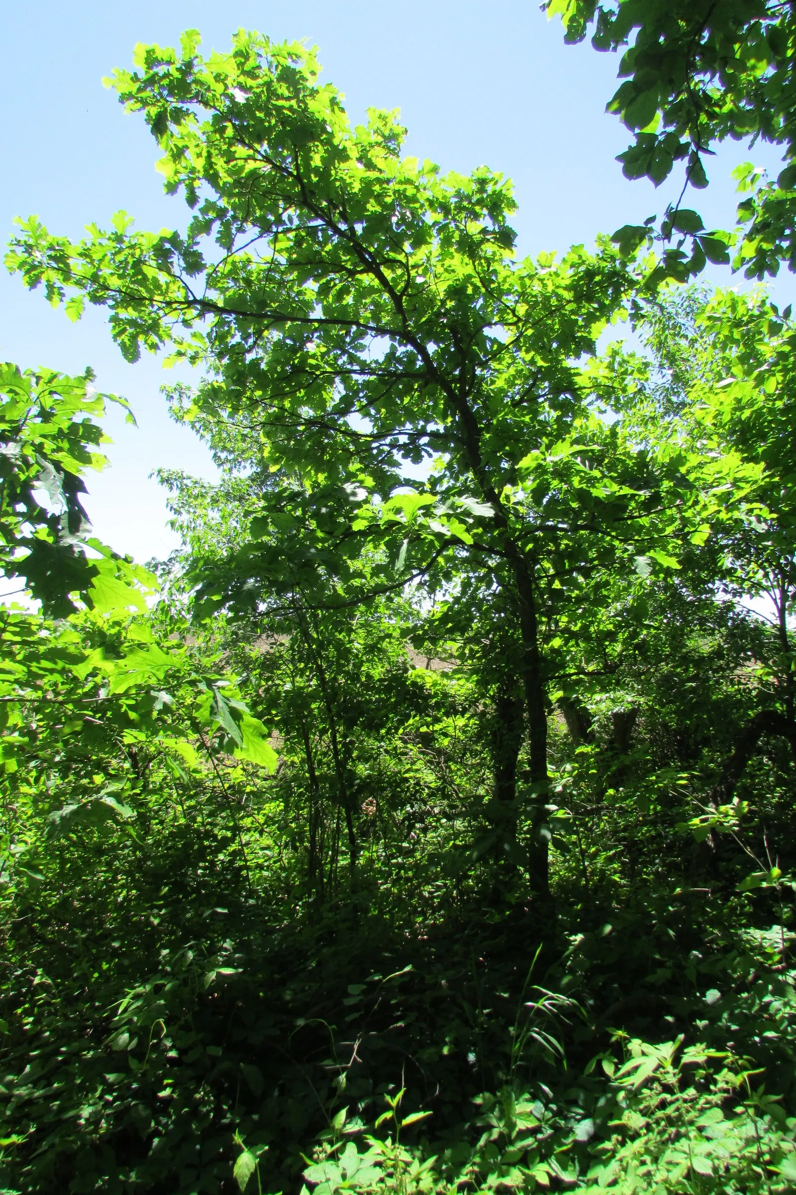 Red Oak, Northern Red Oak (Quercus Rubra) — deciduous tree renowned for its rapid growth; hardy in USDA zones 3-8, it requires full sun and adapts, image 61