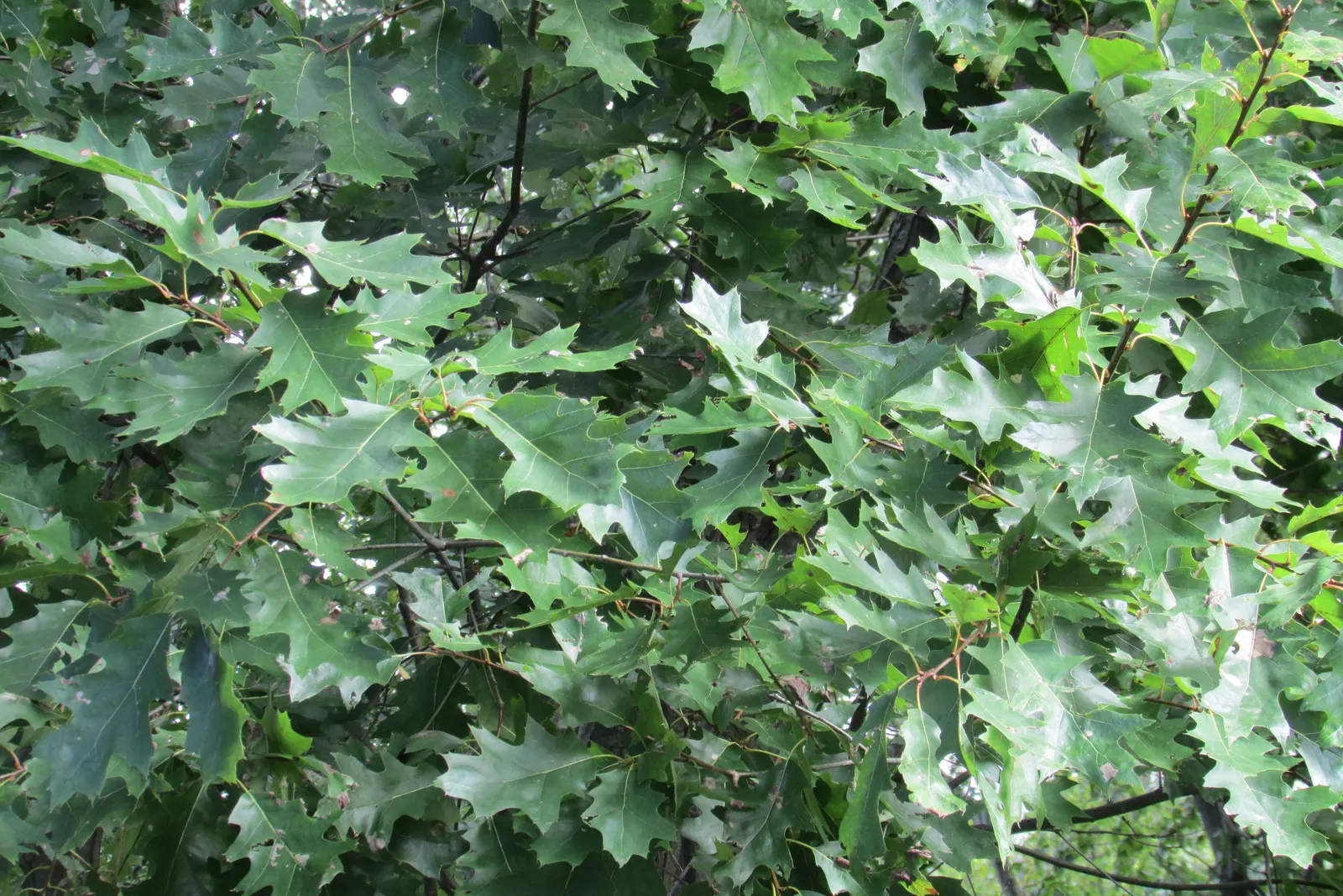 Red Oak, Northern Red Oak (Quercus Rubra) — which mature in two seasons