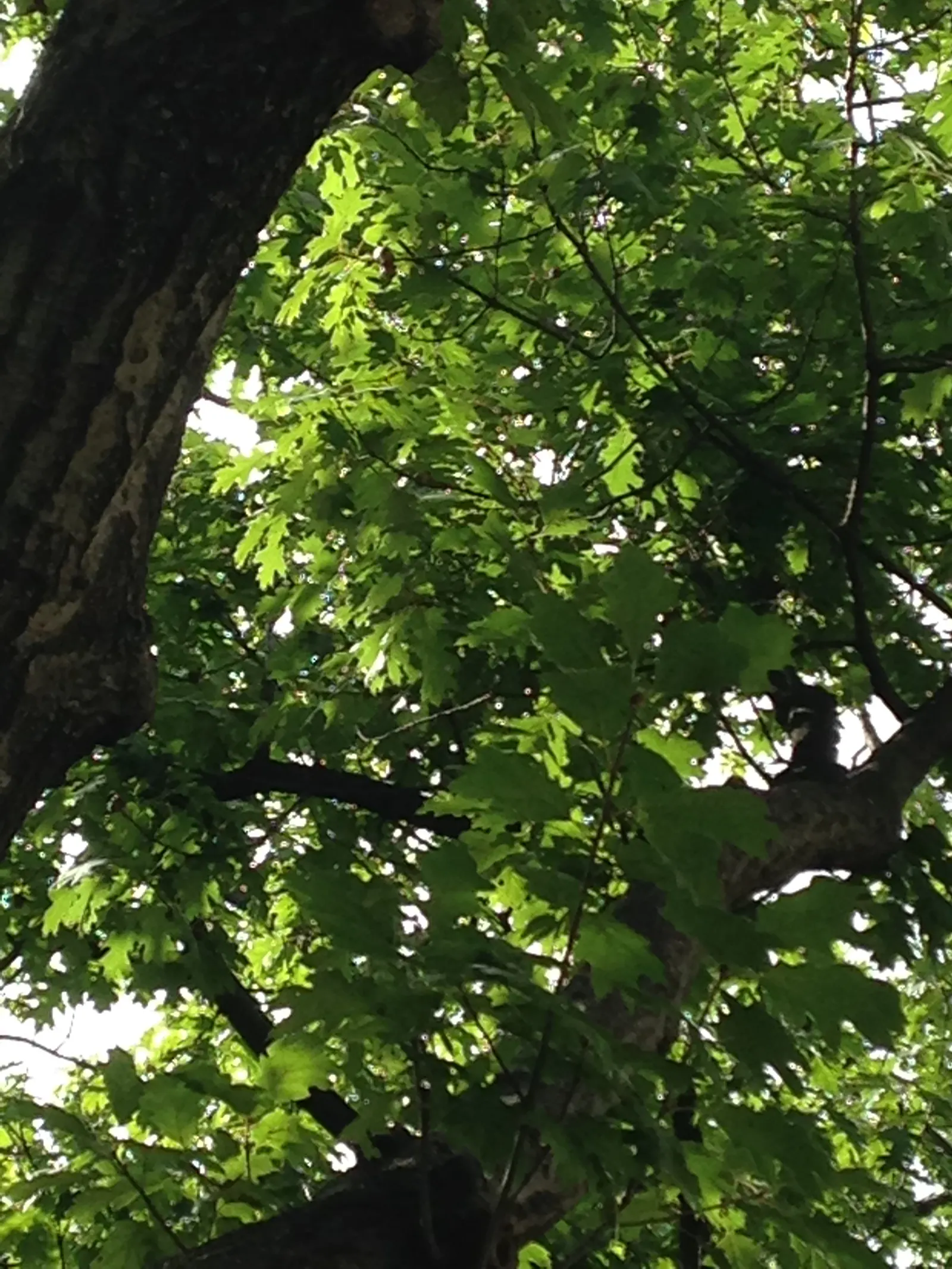 Red Oak, Northern Red Oak (Quercus Rubra) — Hardy in USDA zones 3-8, it requires full sun and adapts to various soils; this oak's strong structure and
