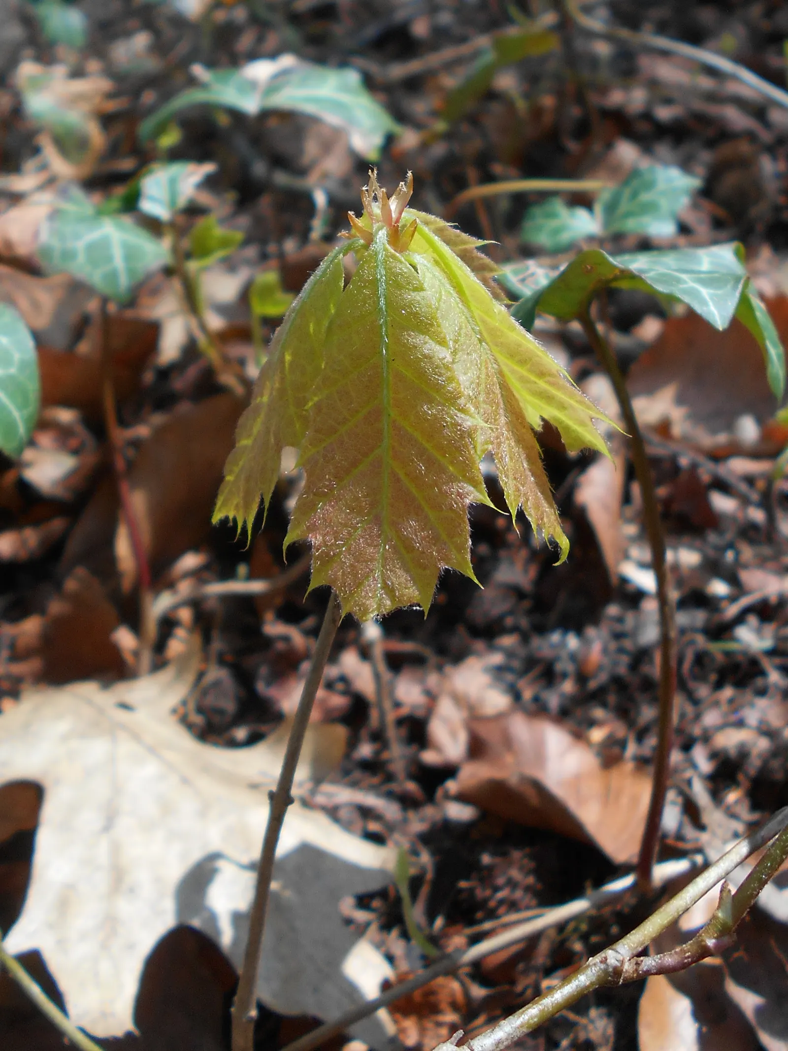 Red Oak, Northern Red Oak (Quercus Rubra) — offering habitat and nourishment for local fauna; it requires moderate maintenance and when established, image 57