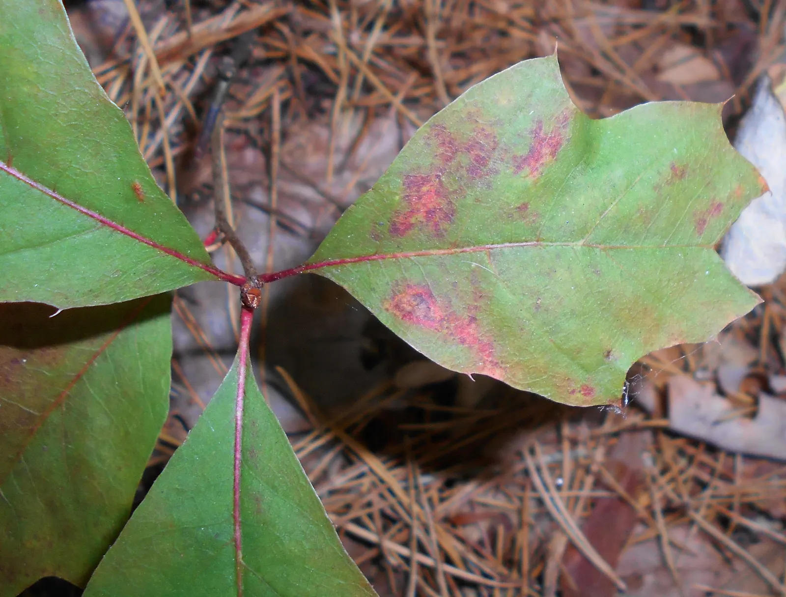 Red Oak, Northern Red Oak (Quercus Rubra) — Hardy in USDA zones 3-8, it requires full sun and adapts to various soils; this oak's strong structure, image 64