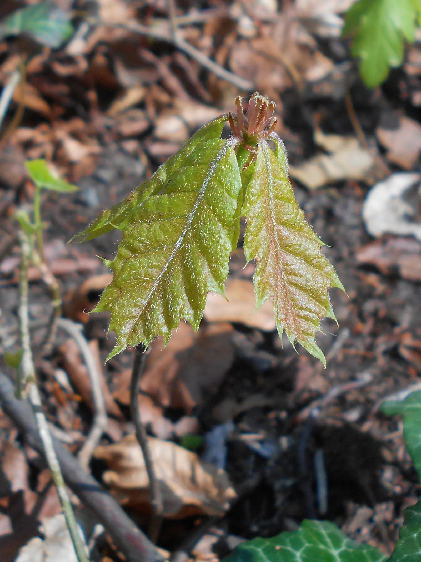 Red Oak, Northern Red Oak (Quercus Rubra) — For optimal growth, the Red Oak should be planted in full sun to partial shade; reaching 60-75 feet, image 55