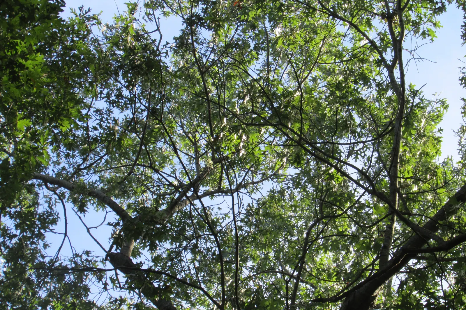 Red Oak, Northern Red Oak (Quercus Rubra) — For optimal growth, the Red Oak should be planted in full sun to partial shade