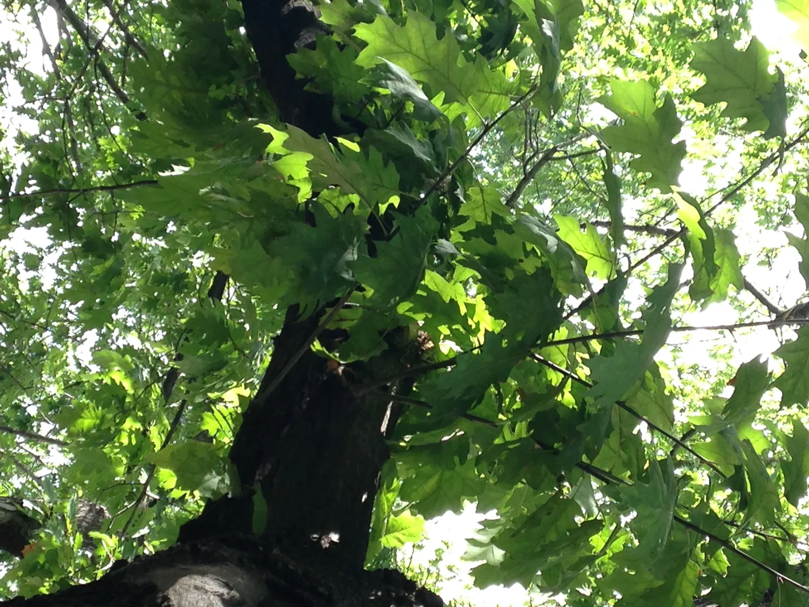 Red Oak, Northern Red Oak (Quercus Rubra) — is a majestic and robust deciduous tree; offering shade and year-round interest