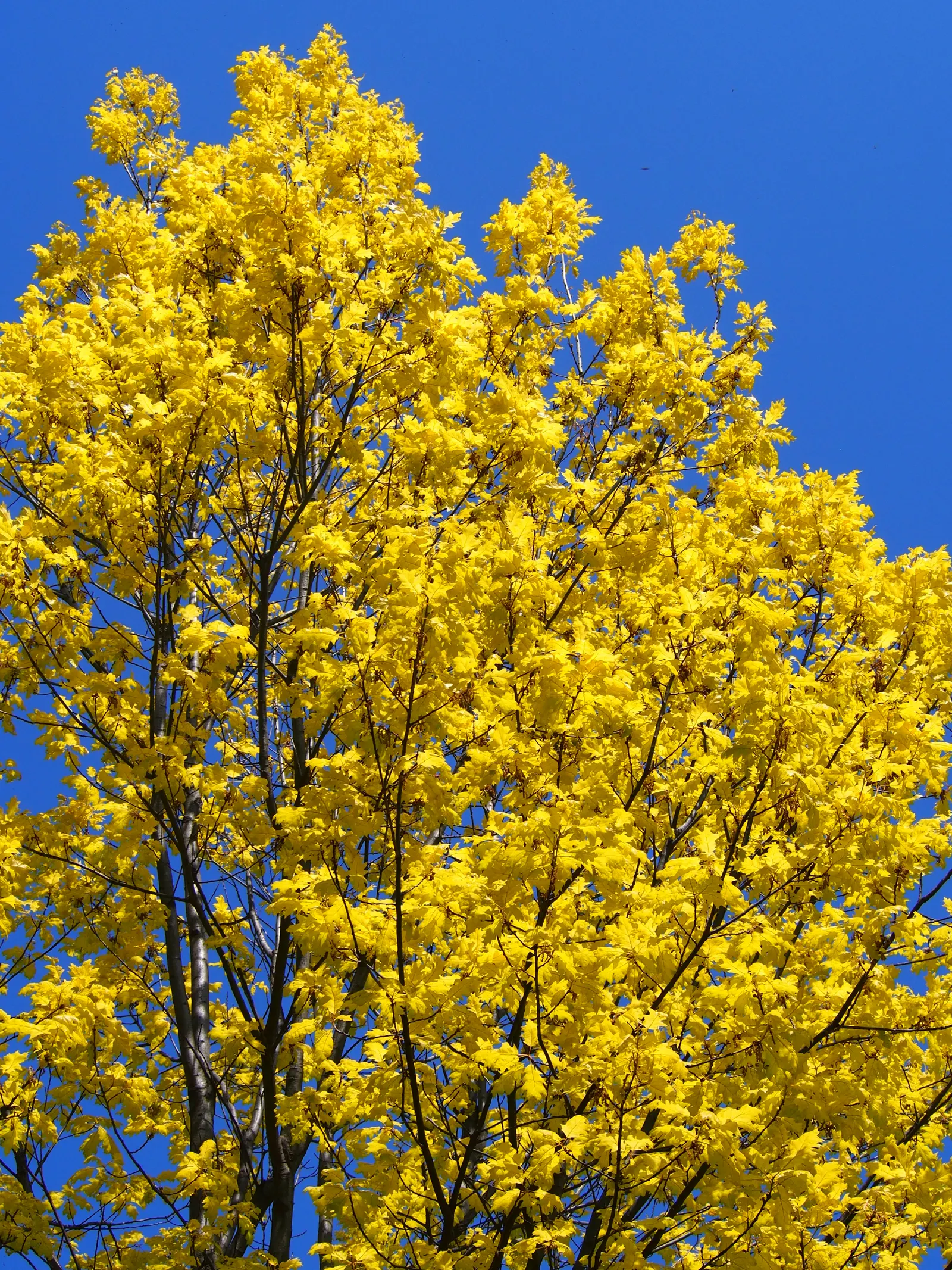 Red Oak, Northern Red Oak (Quercus Rubra) — offering shade and year-round interest; ensuring it has ample space to flourish for future generations, image 46