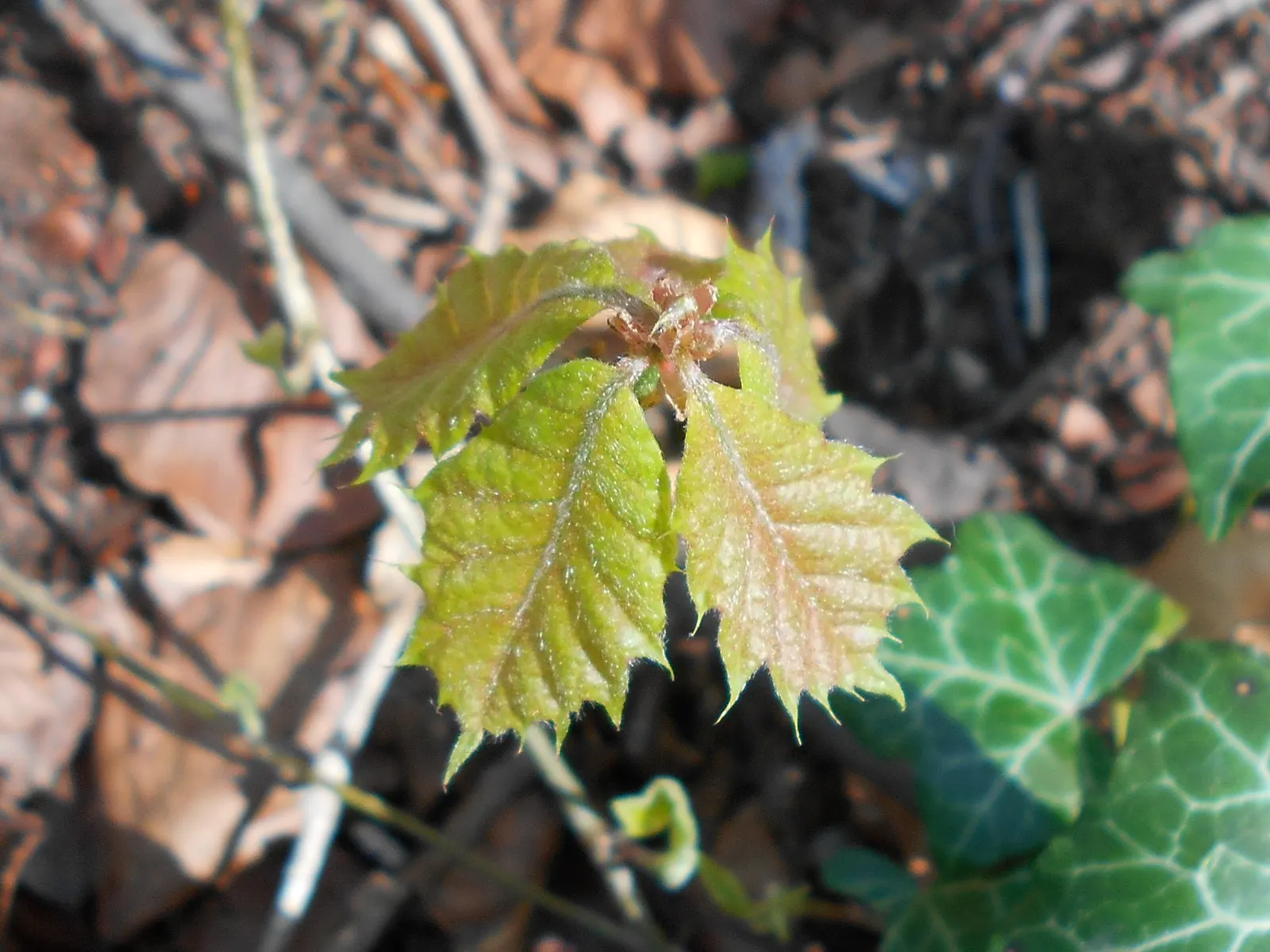 Red Oak, Northern Red Oak (Quercus Rubra) — Its distinctive lobed leaves turn a striking crimson in fall; consider its mature size and seasonal, image 63