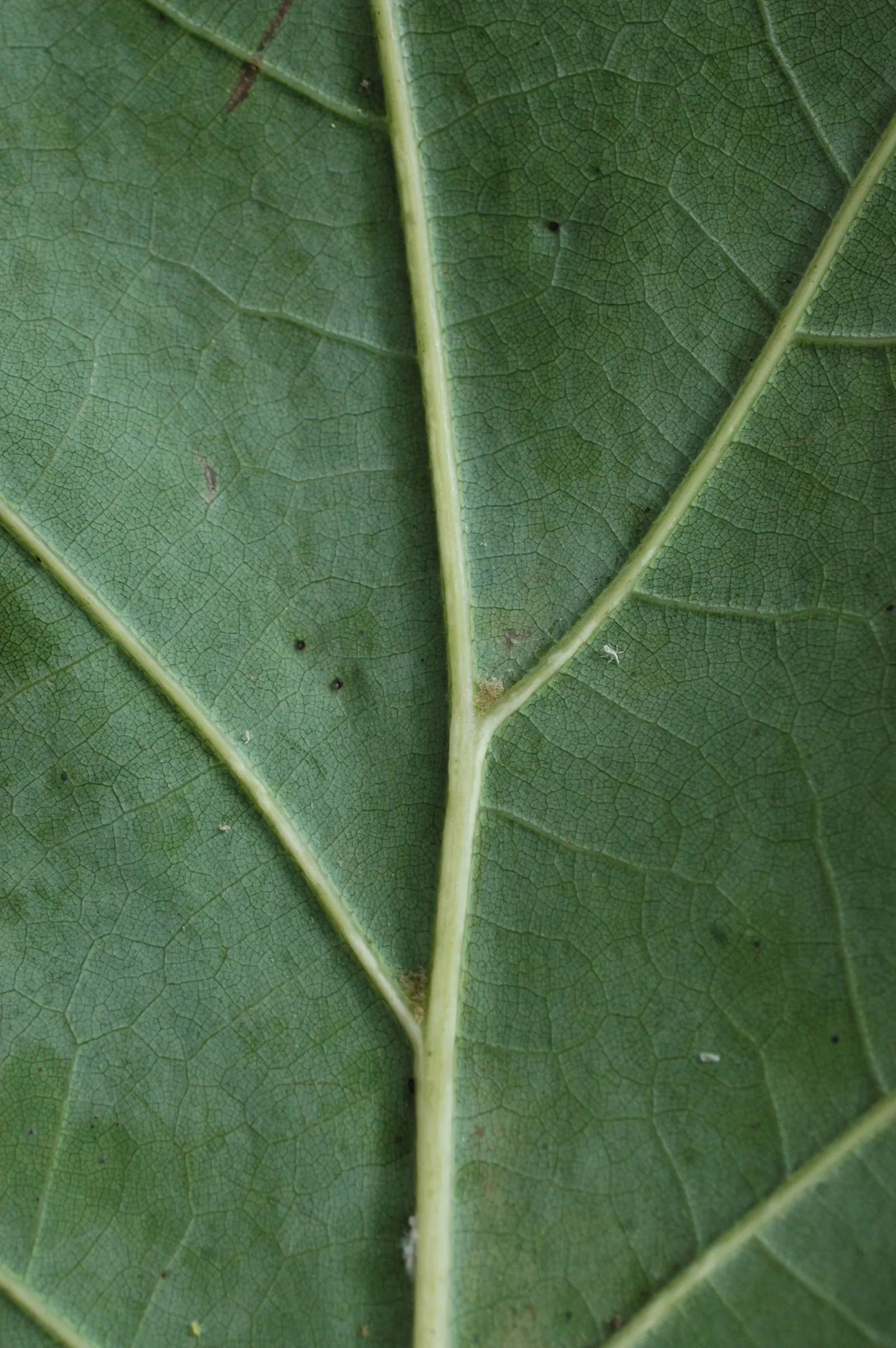 Red Oak, Northern Red Oak (Quercus Rubra) — reaching 60-75 feet with a 45-foot spread; with lobes ending in pointed tips and a lush green hue that, image 42