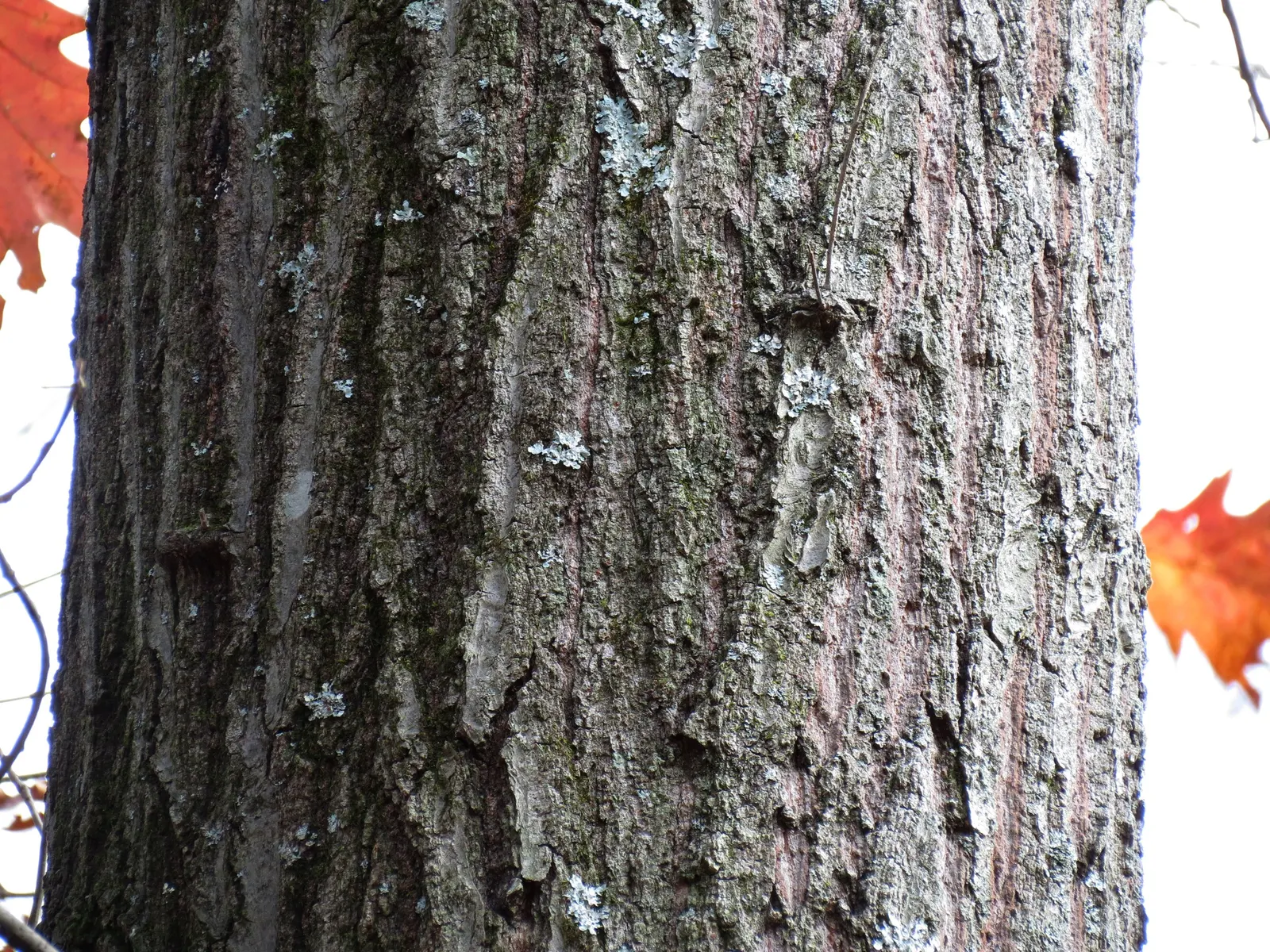 Red Oak, Northern Red Oak (Quercus Rubra) — tree for full; offering habitat and nourishment for local fauna, image 60