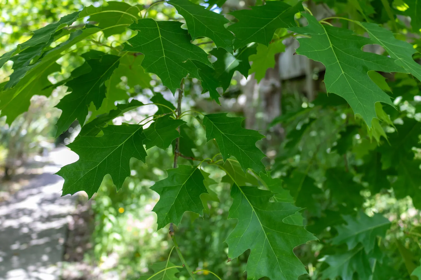 Red Oak, Northern Red Oak (Quercus Rubra) — it requires moderate maintenance and when established