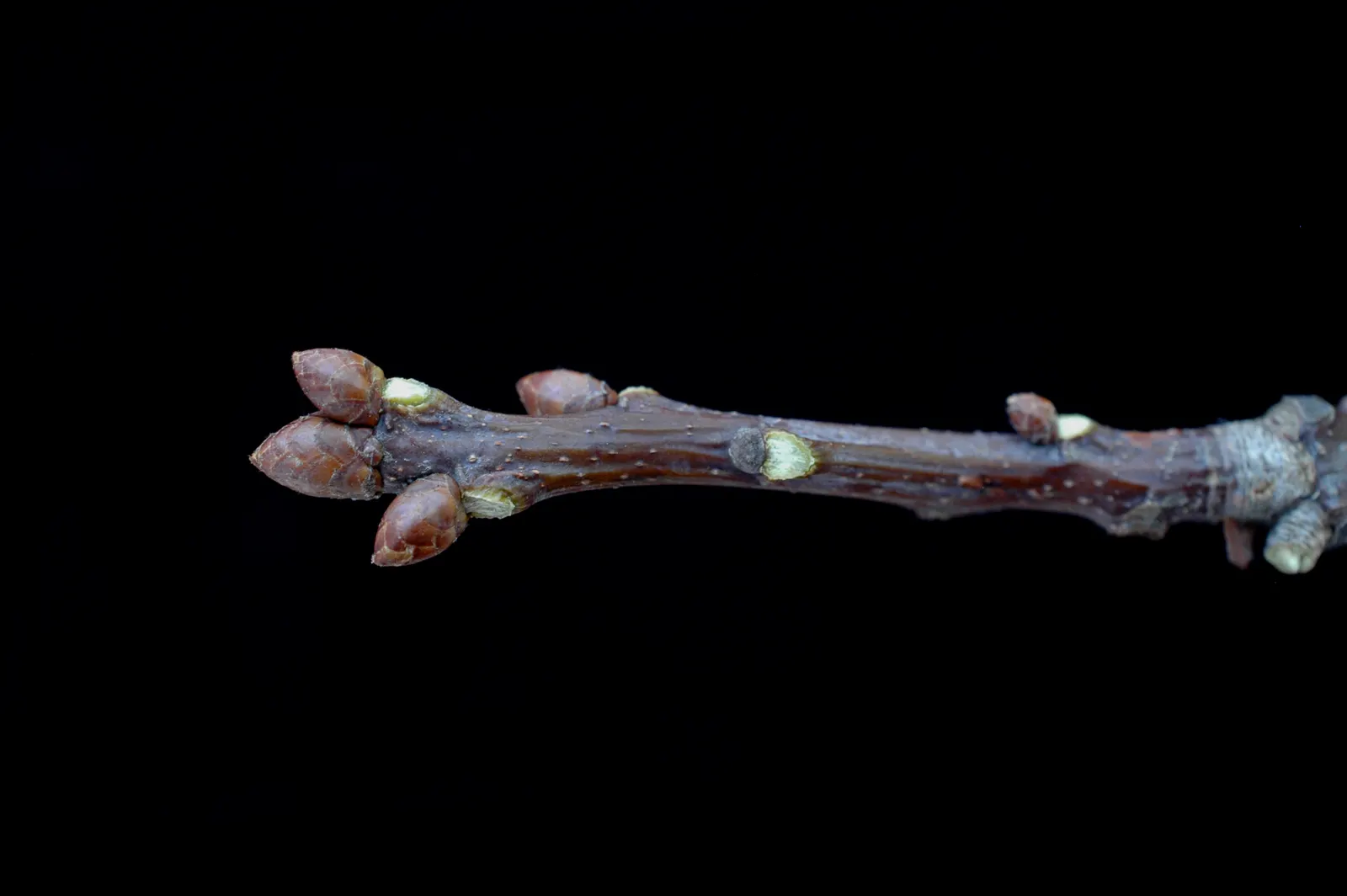 Red Oak, Northern Red Oak (Quercus Rubra) — This oak's strong structure and longevity make it a centerpiece in landscape design; infusing the landscape with a