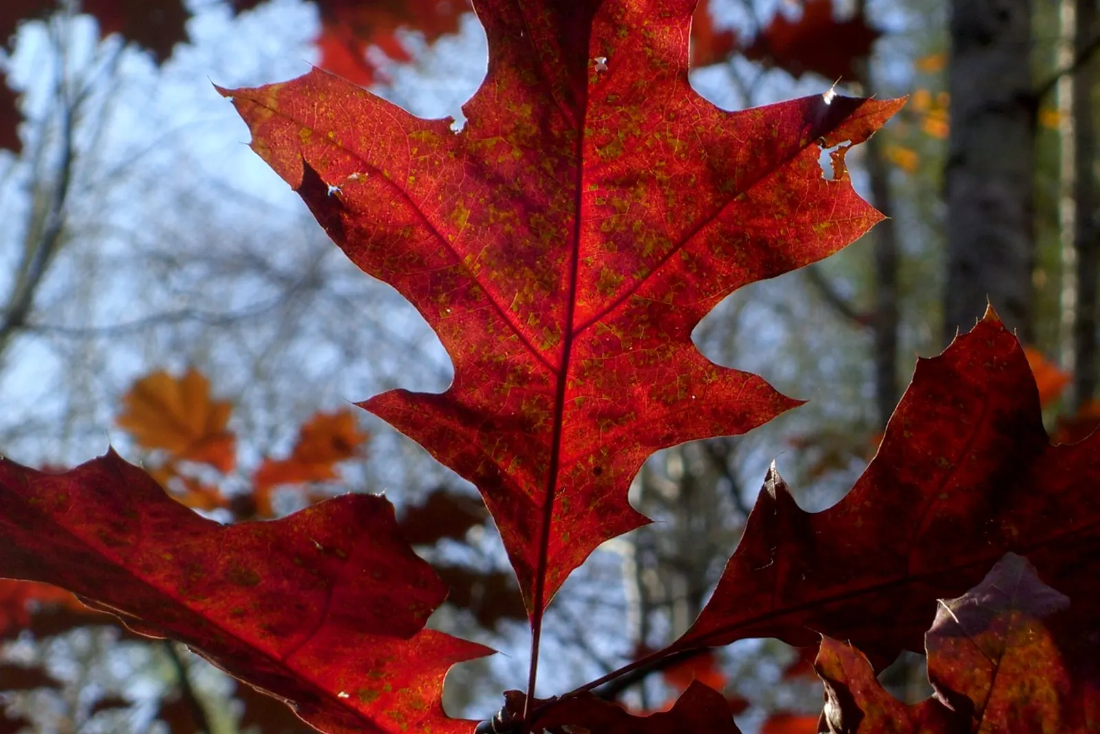 Red Oak, Northern Red Oak (Quercus Rubra) — Rising up to 60-75 feet with a broad canopy that can extend 45 feet wide; tree for full, image 49