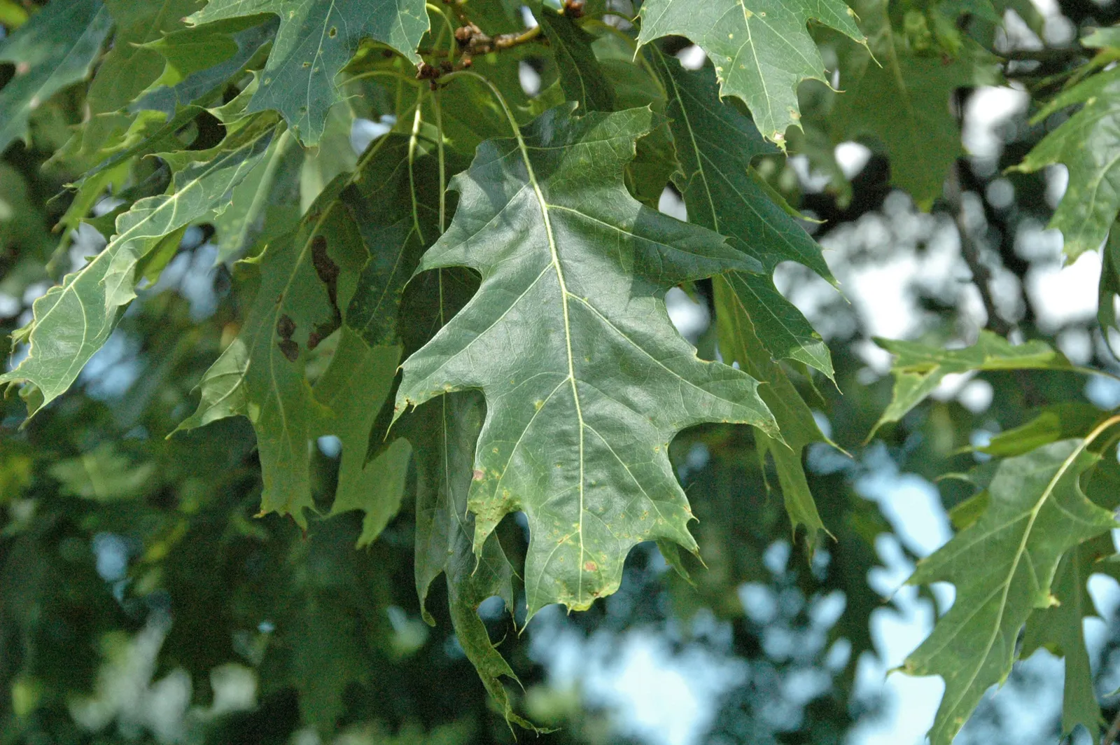 Red Oak, Northern Red Oak (Quercus Rubra) — consider its mature size and seasonal changes when integrating this grand tree into your design plan