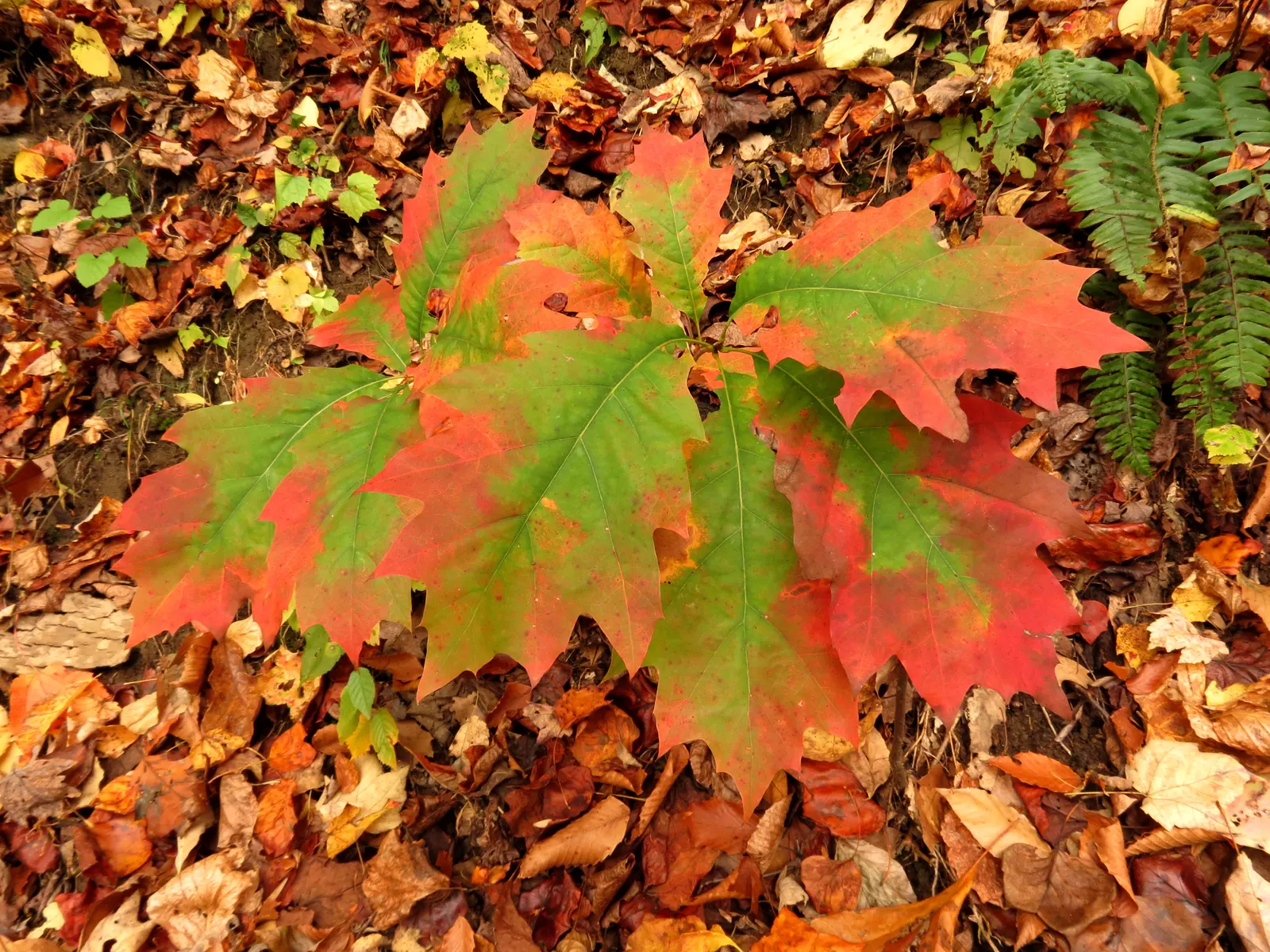 Red Oak, Northern Red Oak (Quercus Rubra) — its spread provides ample shade during the hotter months