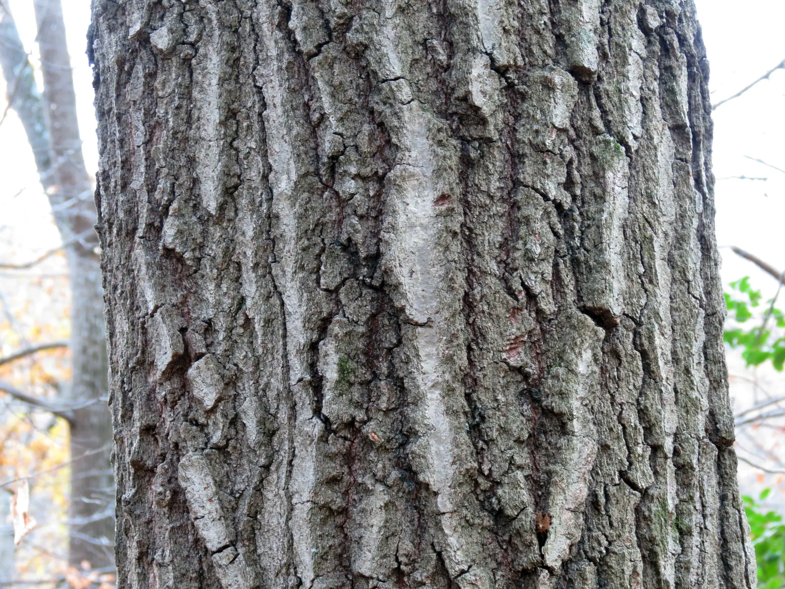 Red Oak, Northern Red Oak (Quercus Rubra) — offering habitat and nourishment for local fauna; it requires moderate maintenance and when established