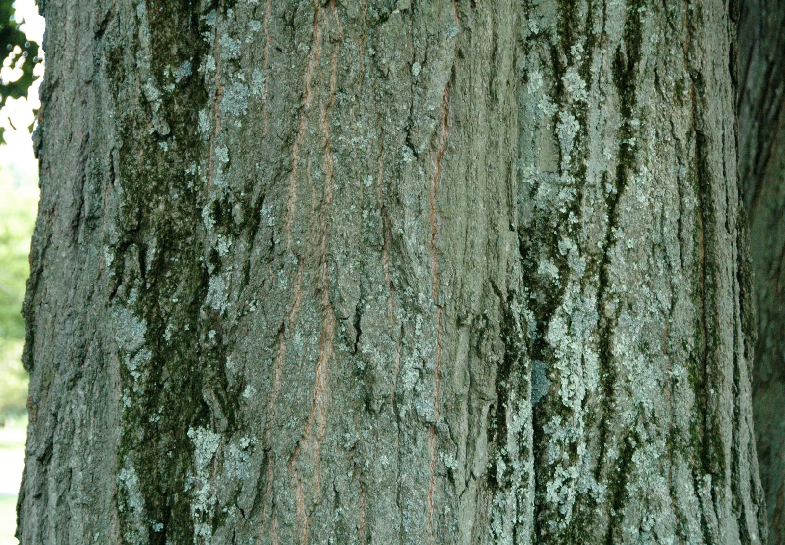 Red Oak, Northern Red Oak (Quercus Rubra) — its spread provides ample shade during the hotter months; is a majestic and robust deciduous tree