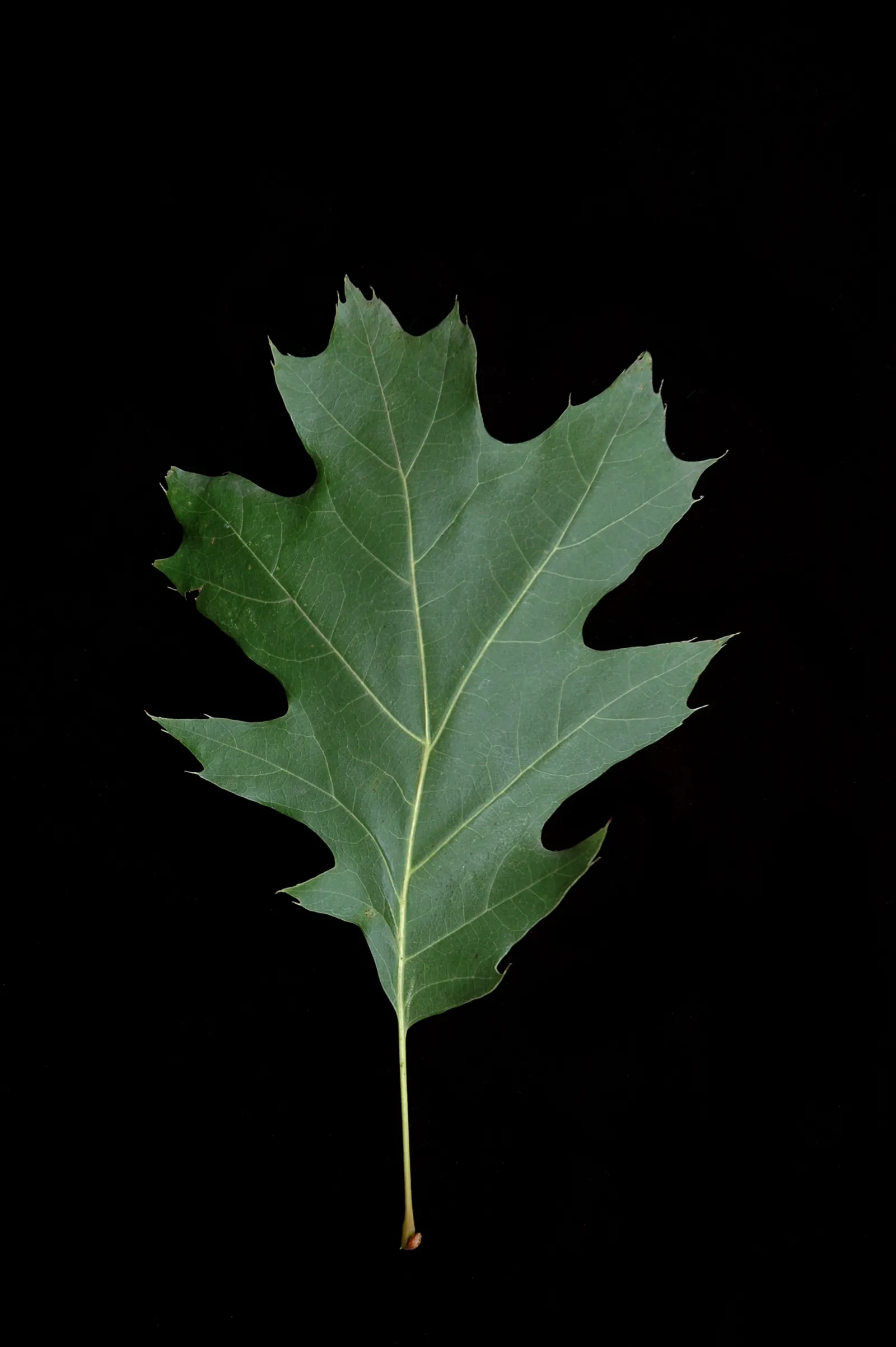 Red Oak, Northern Red Oak (Quercus Rubra) — infusing the landscape with a burst of seasonal color