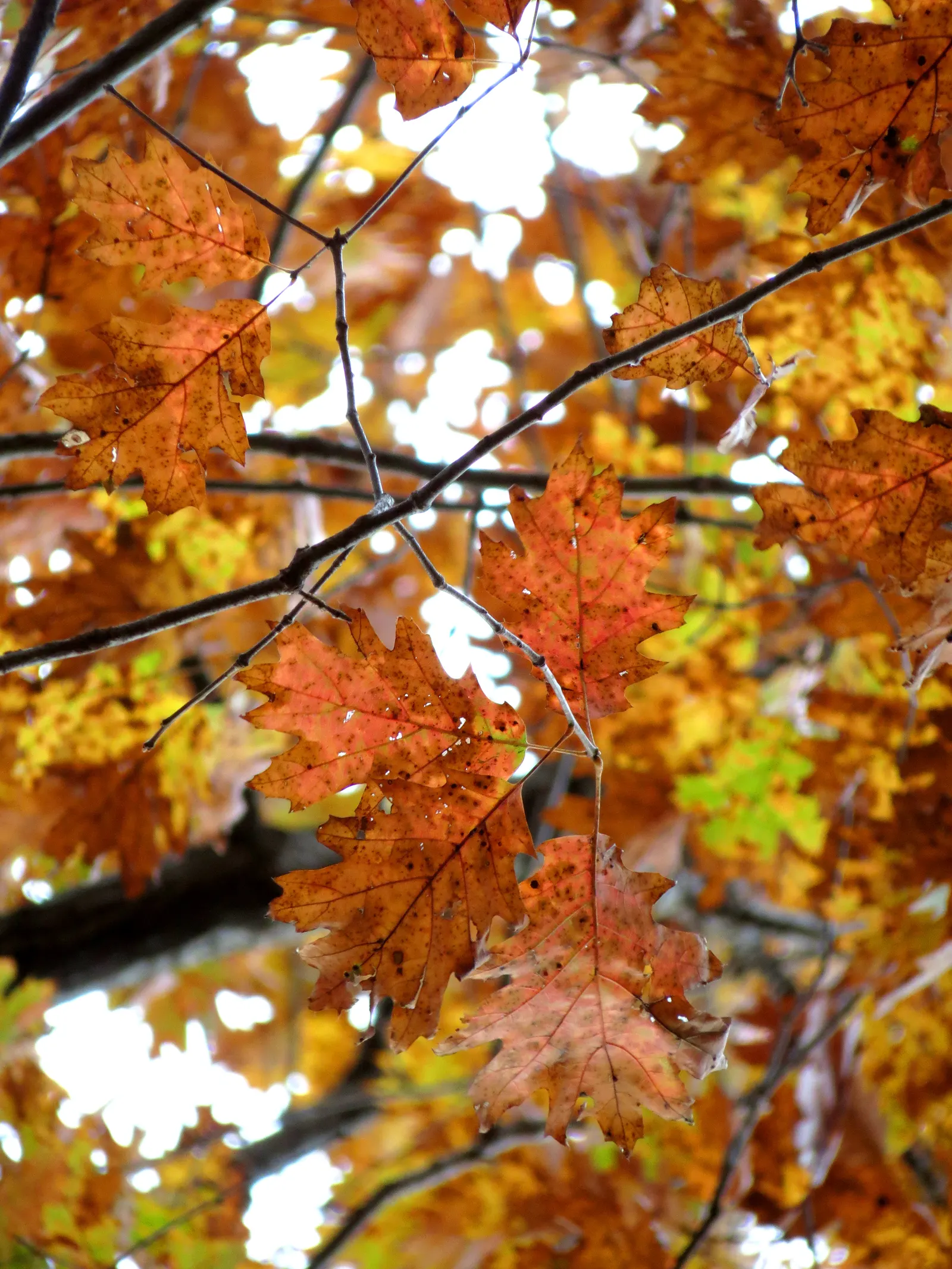 Red Oak, Northern Red Oak (Quercus Rubra) — its spread provides ample shade during the hotter months; is a majestic and robust deciduous tree, image 50