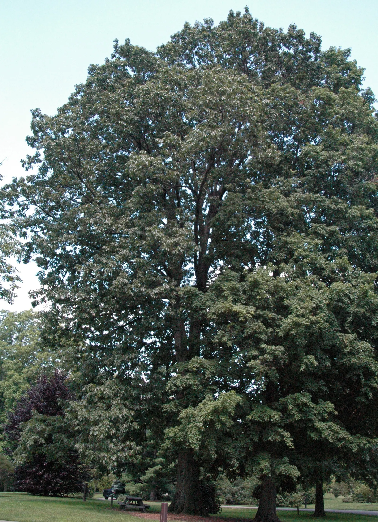 Red Oak, Northern Red Oak (Quercus Rubra) — offering shade and year-round interest