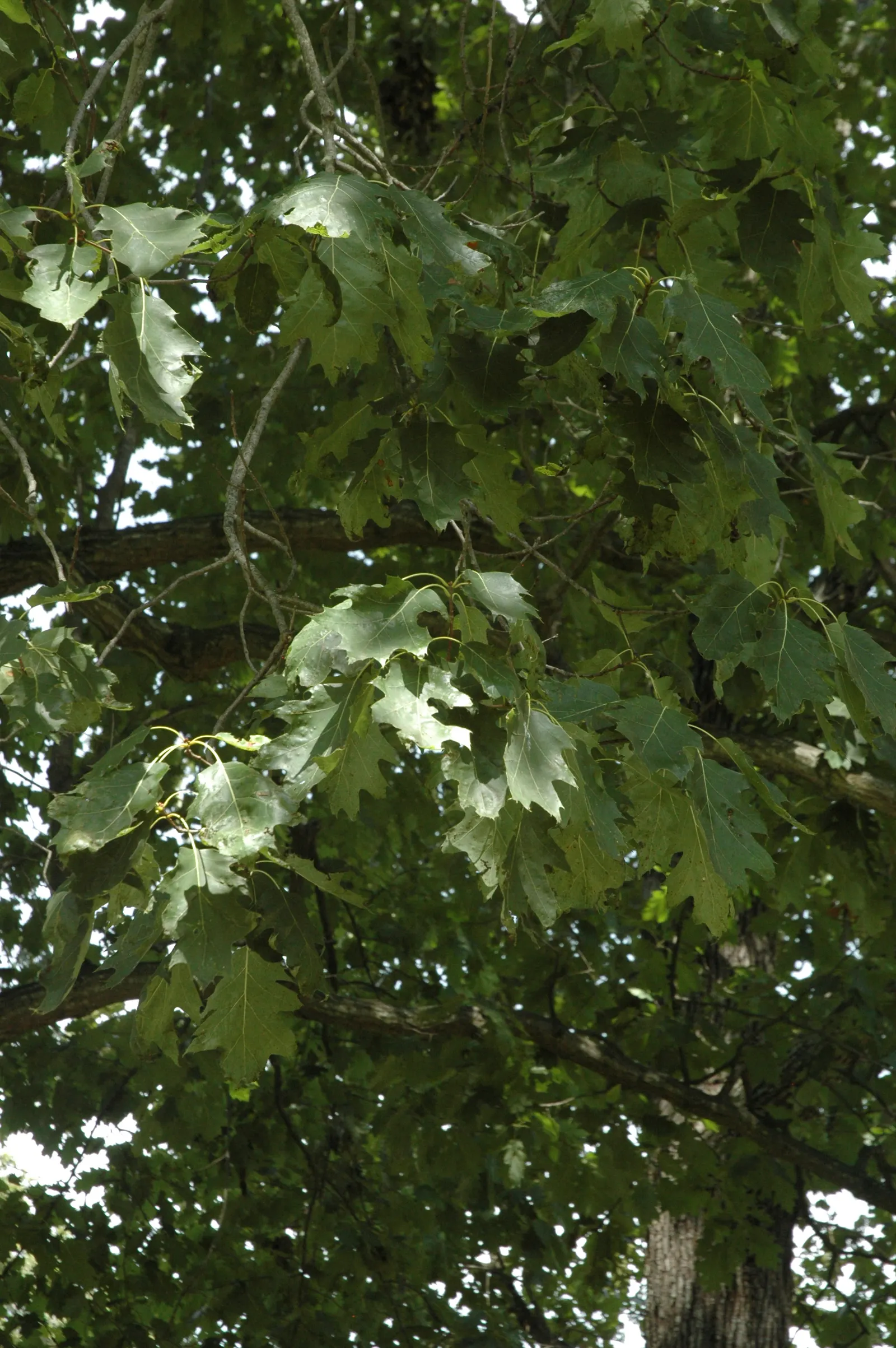 Red Oak, Northern Red Oak (Quercus Rubra) — Hardy in USDA zones 3-8, it requires full sun and adapts to various soils; this oak's strong structure, image 44