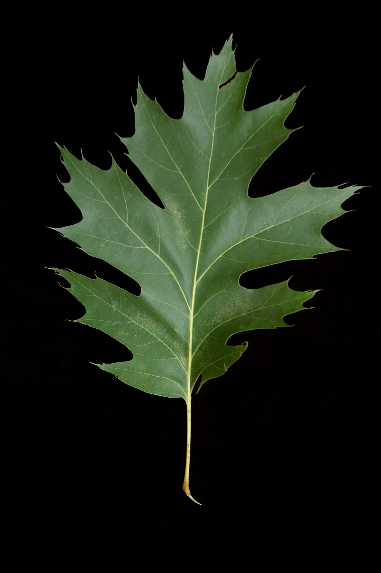 Red Oak, Northern Red Oak (Quercus Rubra) — It is tolerant of a variety of soil types and conditions, including dry and urban environments; for, image 54